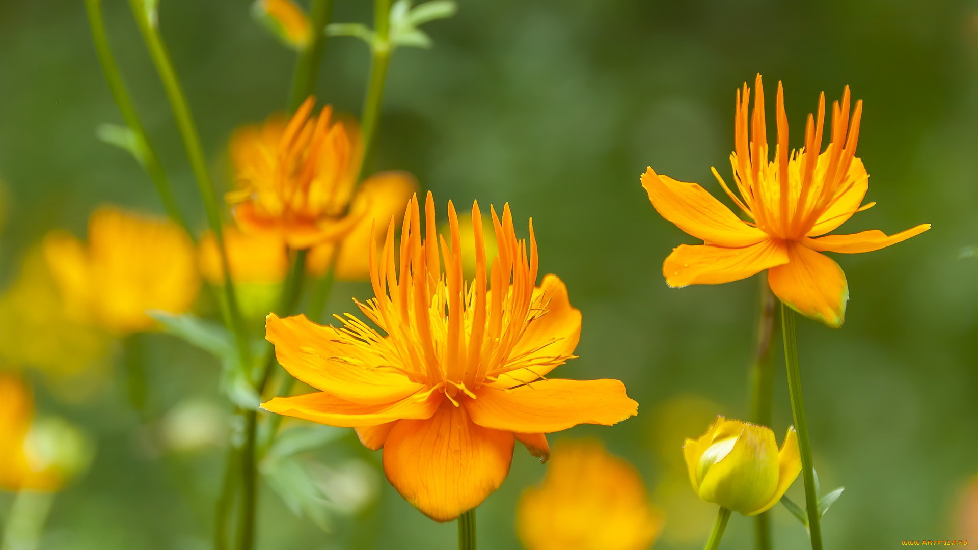 trollius, chinensis, купальница, китайская, цветы, луговые, , полевые, , цветы, trollius, chinensis, купальница, китайская