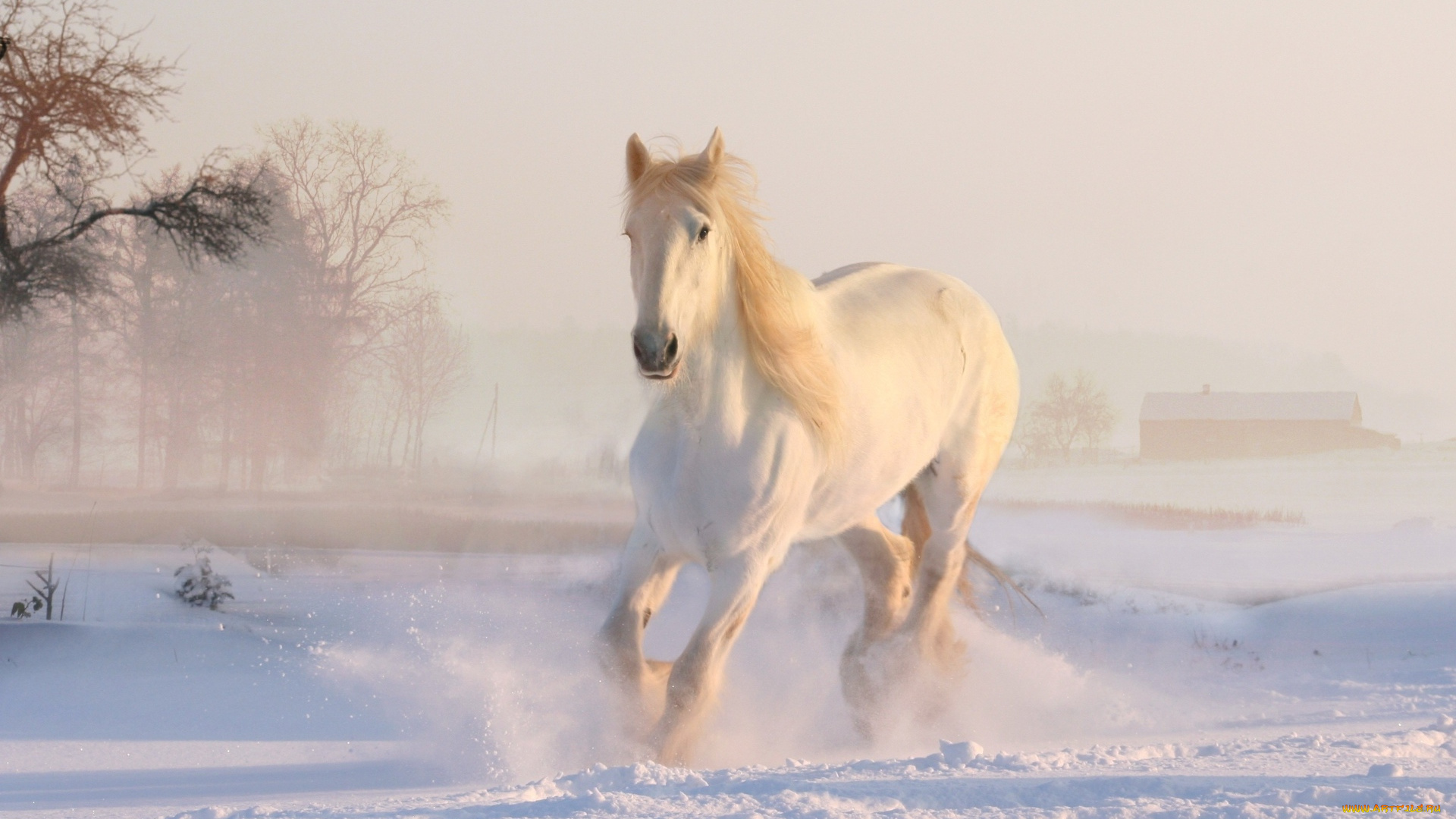 животные, лошади, лошадь, белая, снег, зима