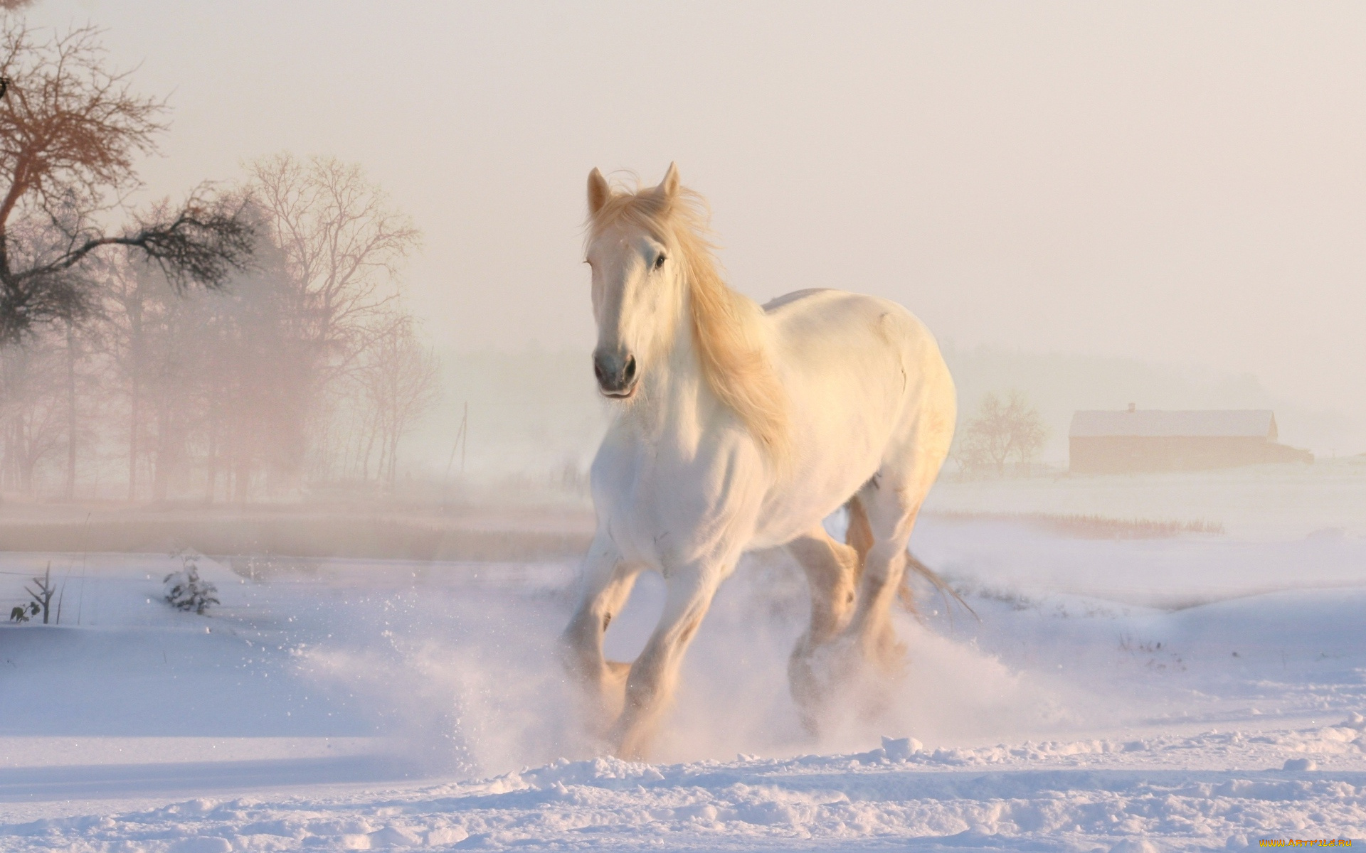 животные, лошади, лошадь, белая, снег, зима
