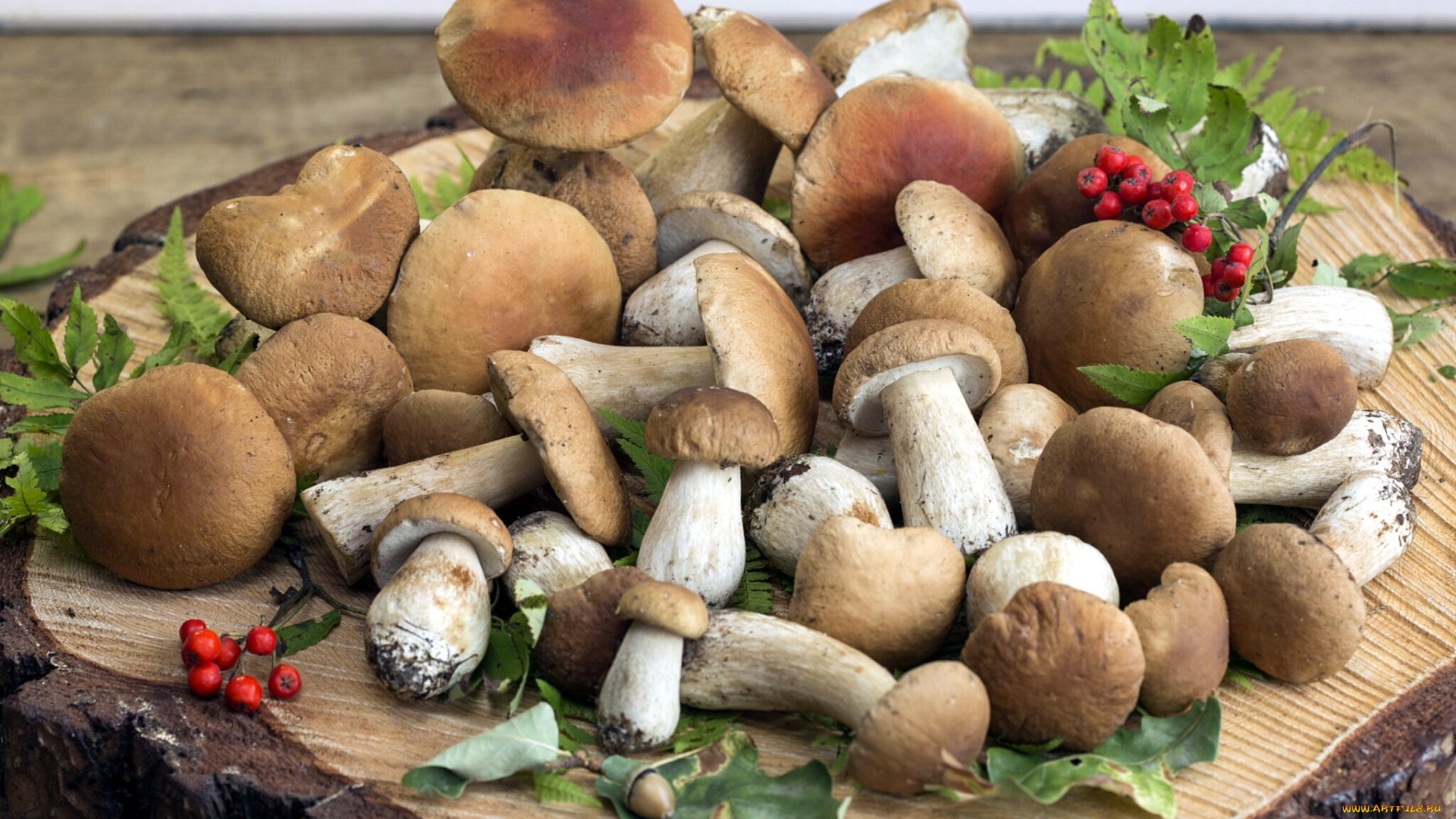 еда, грибы, , грибные, блюда, пень, рябина, лесные, боровики