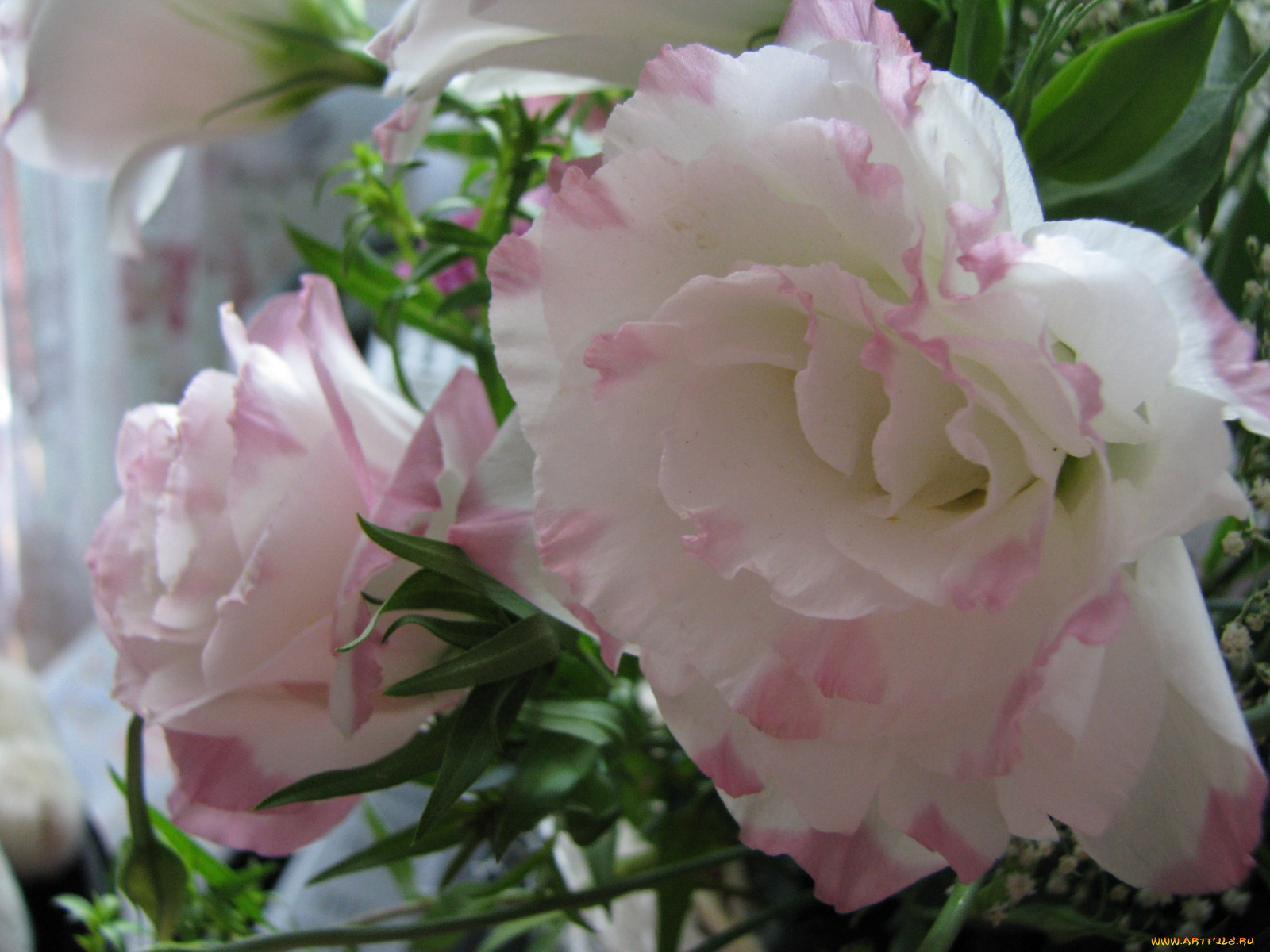 цветы, эустома, бело-розовый