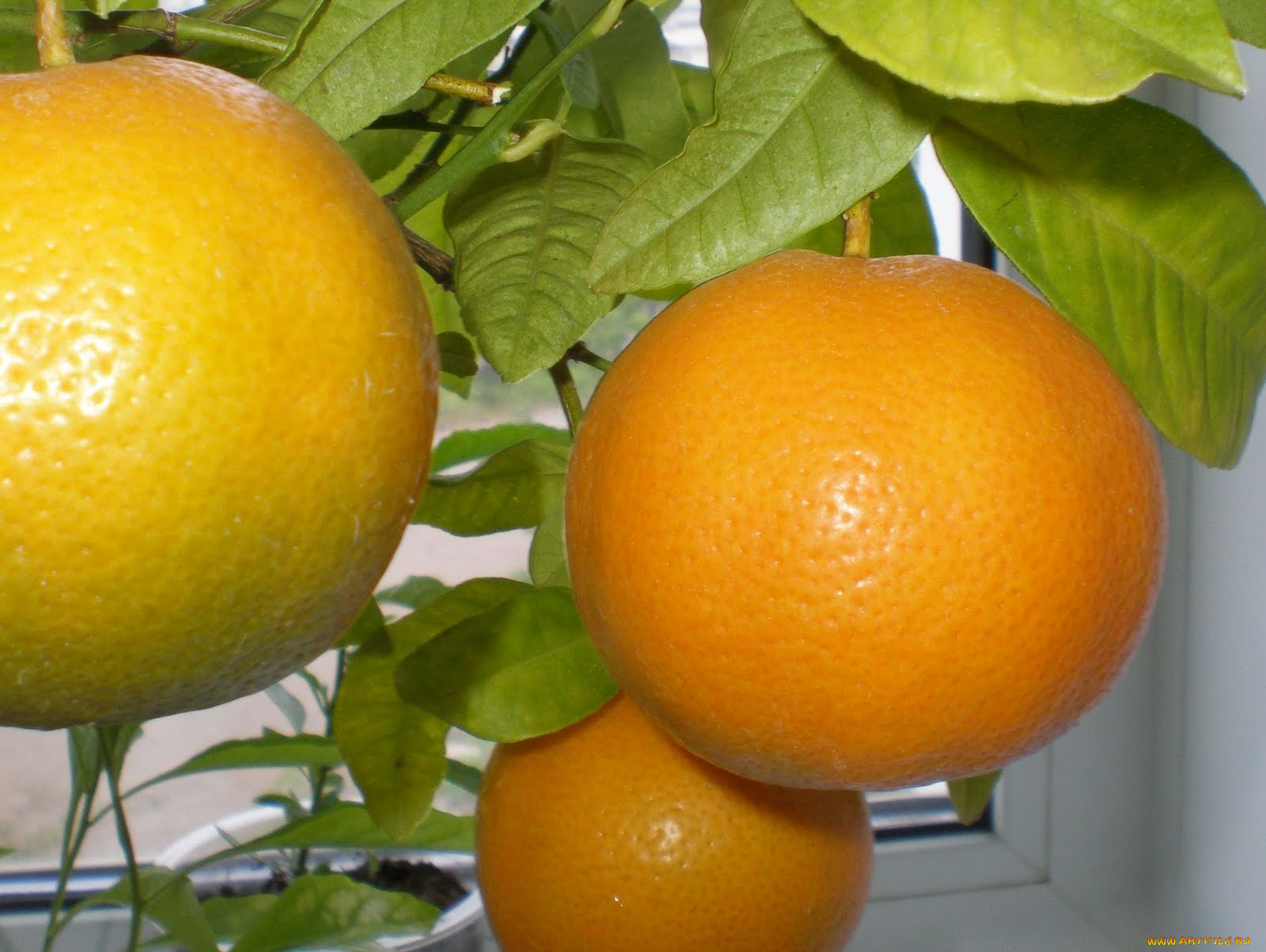 природа, плоды, апельсины
