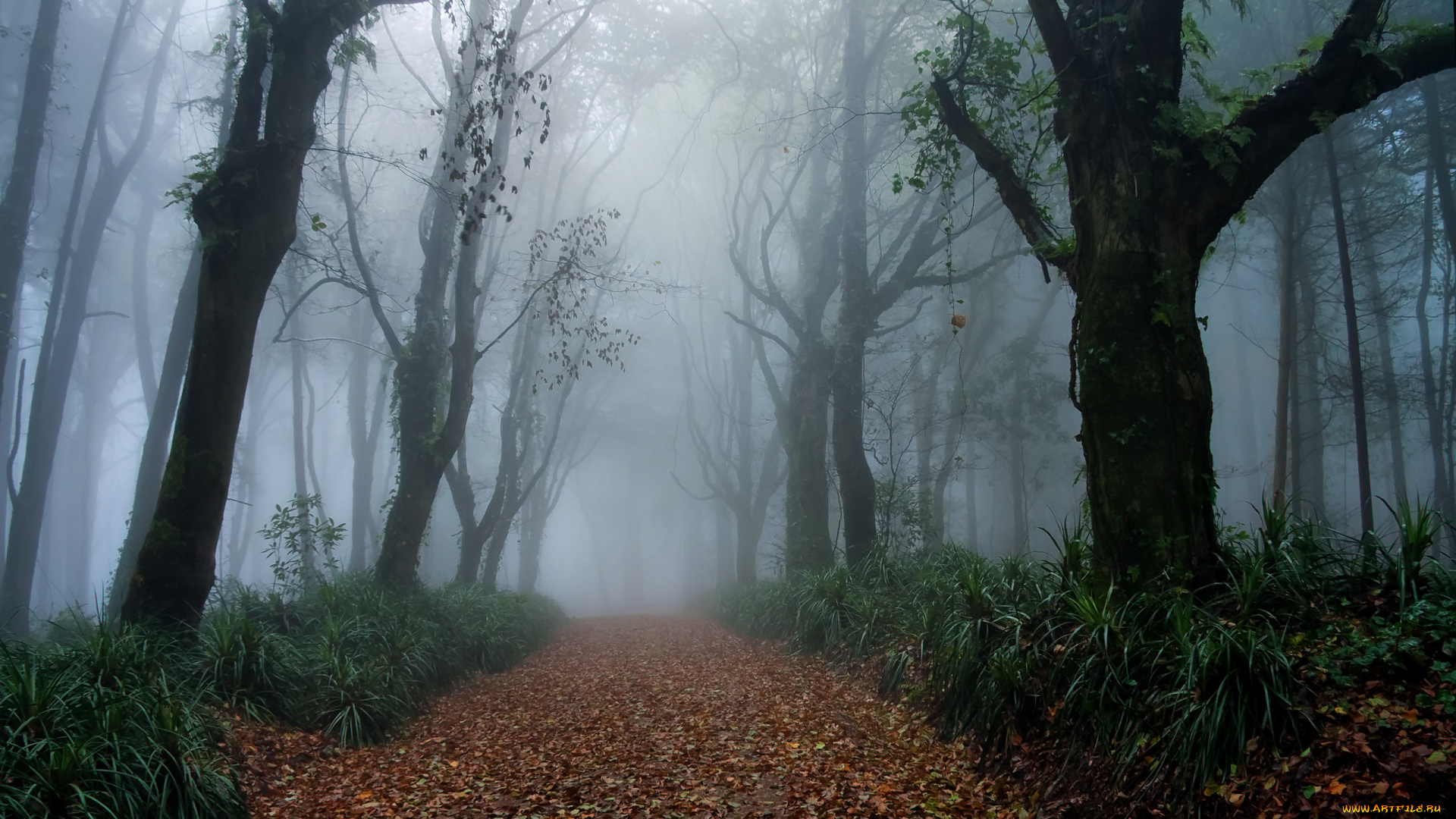 природа, дороги, туман, деревья