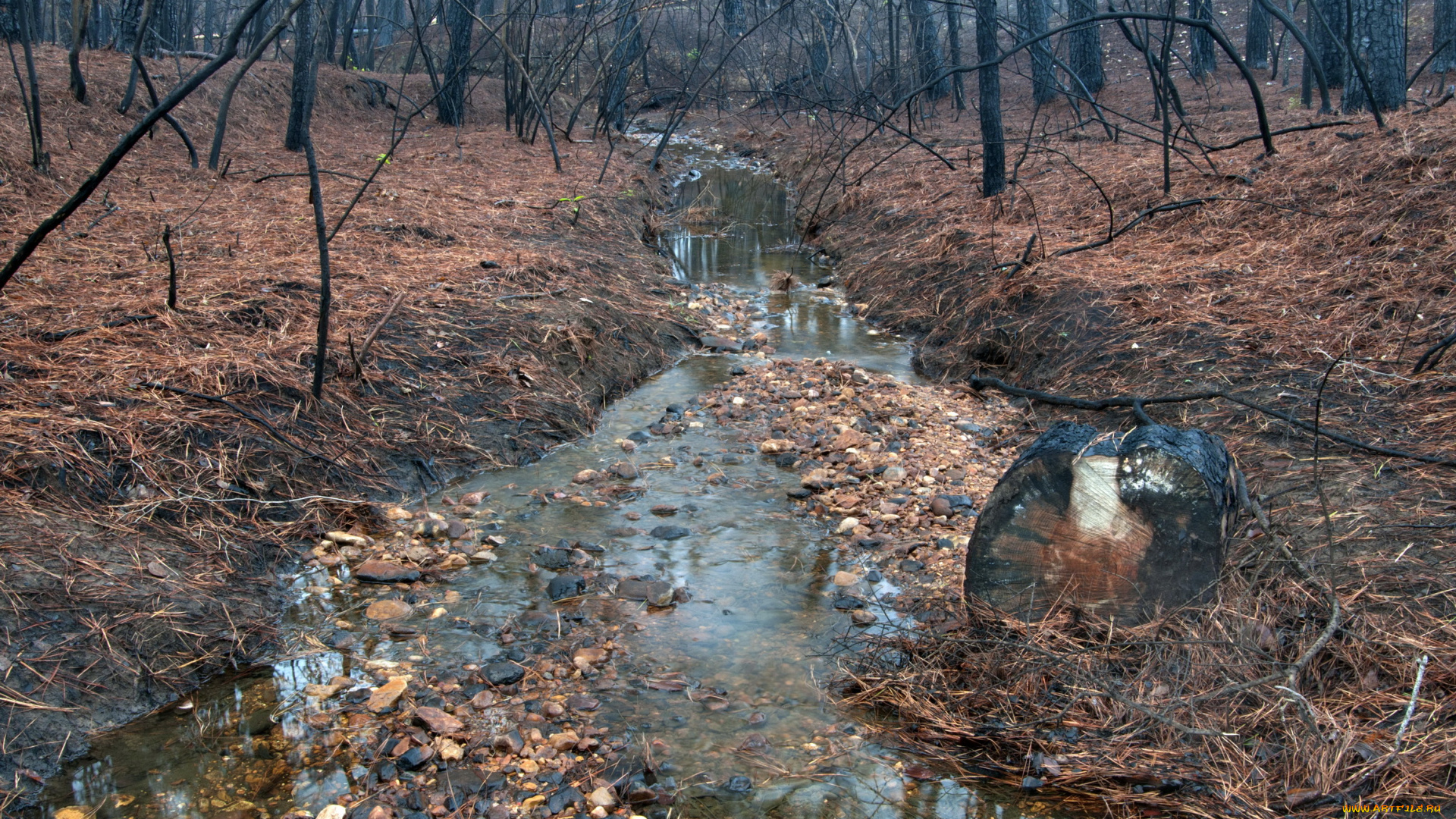 природа, другое, осень, лес, река