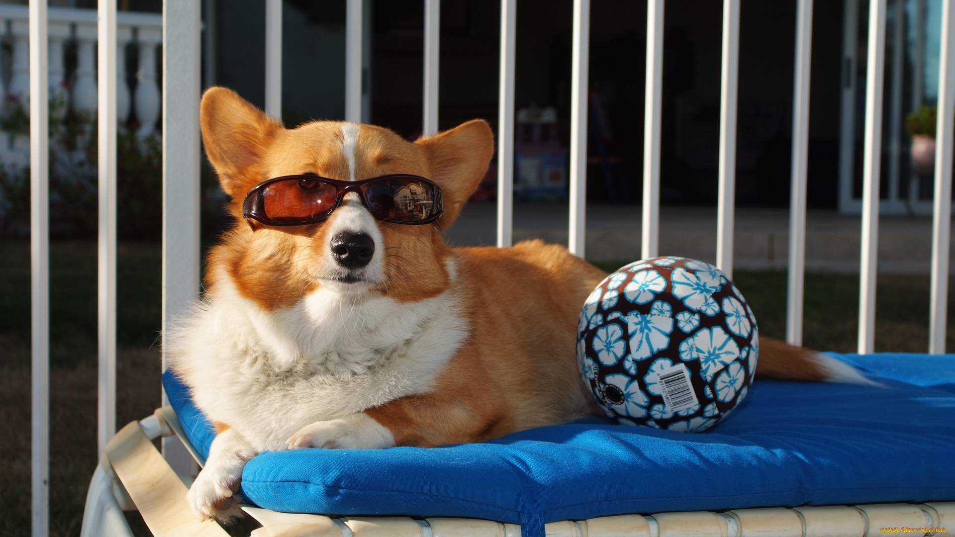 животные, собаки, очки, мяч