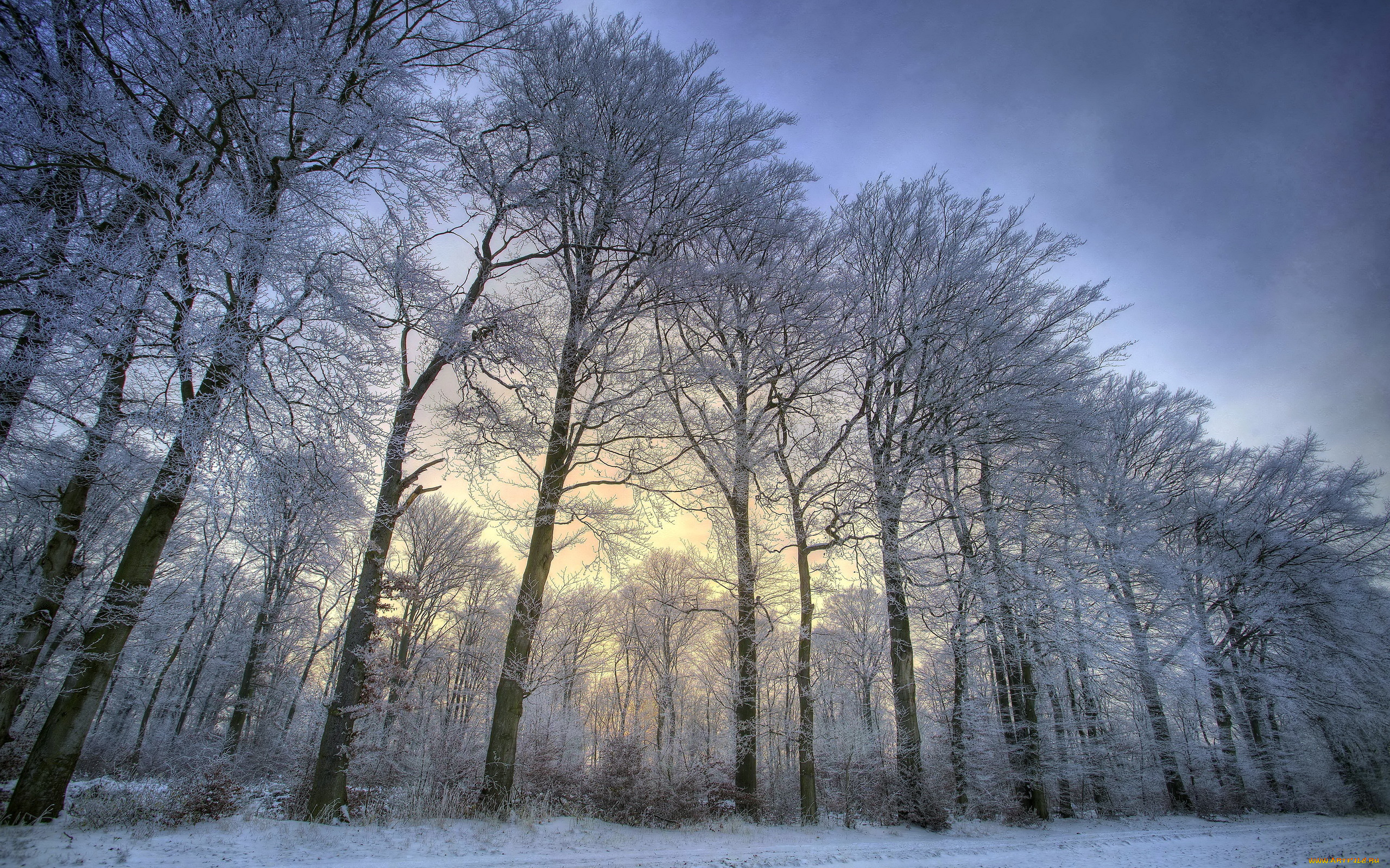 природа, зима, деревья, снег, пейзаж