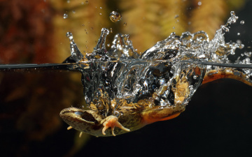 Картинка животные лягушки вода