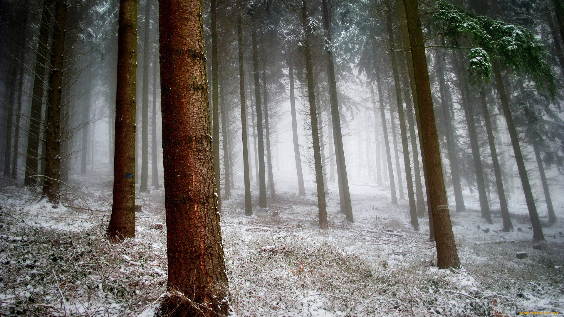 природа, лес, снег