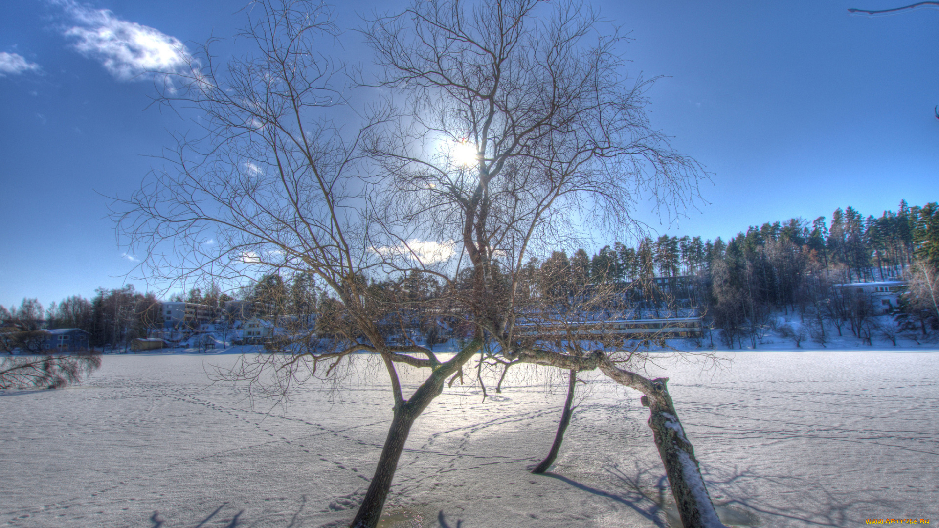 природа, зима, солнце, деревья, снег, поле
