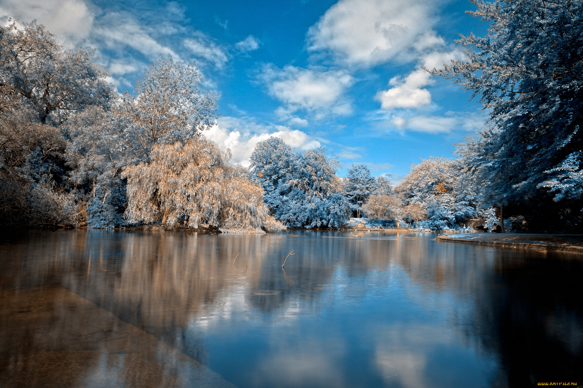 Зима деревья вода озеро загрузить