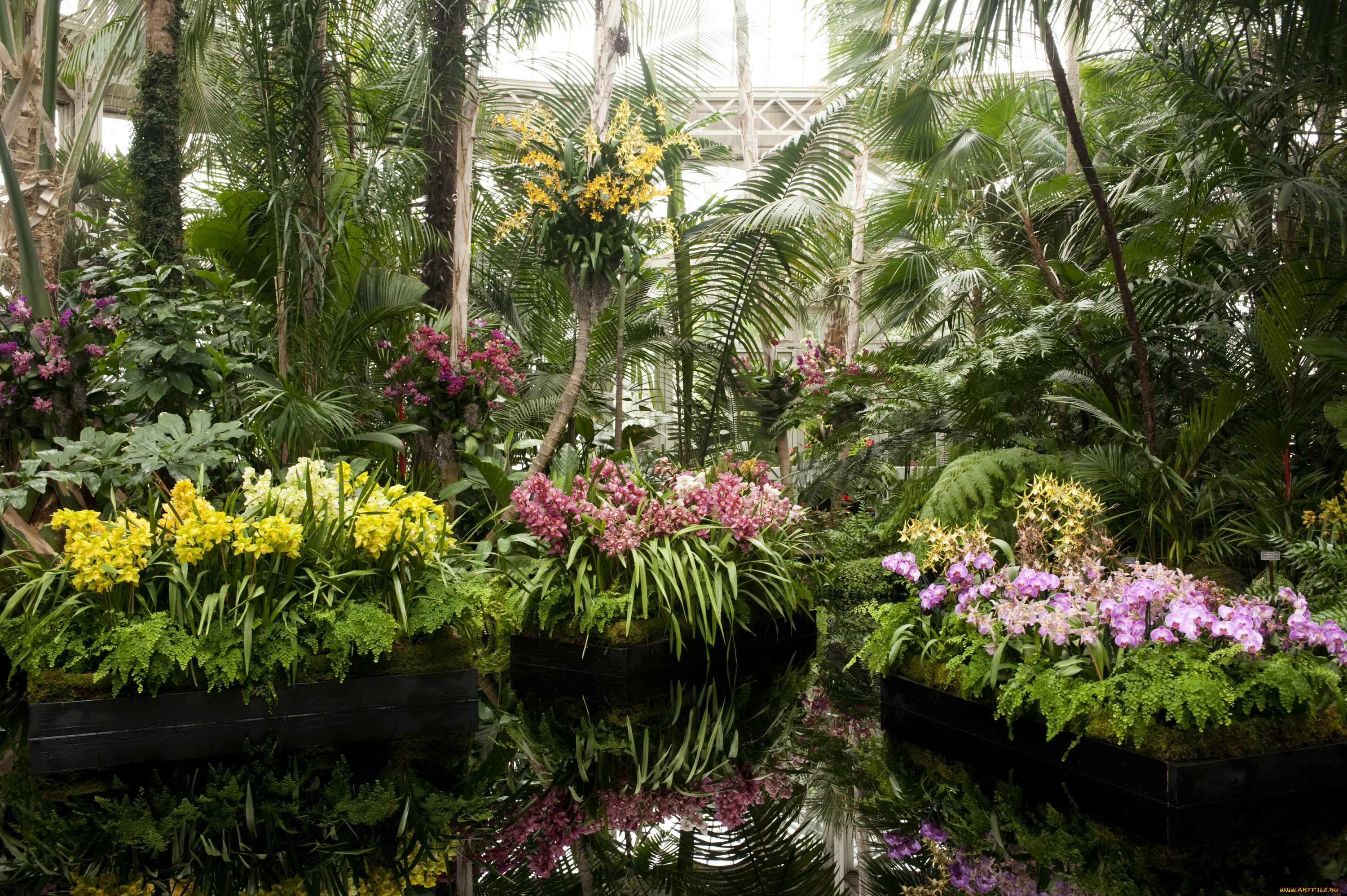 ботанический, сад, нью, йорк, природа, парк, сад, цветы, орхидеи, сша