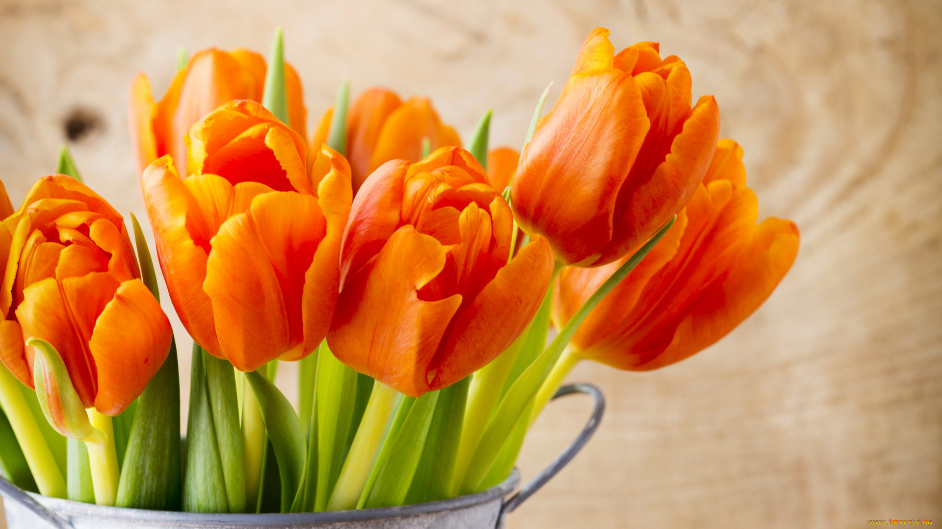 цветы, тюльпаны, крупным, планом, оранжевые, листья