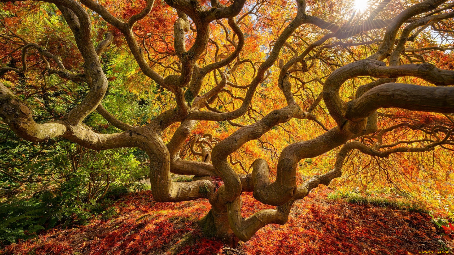 природа, деревья, осень, дерево, листья, краски