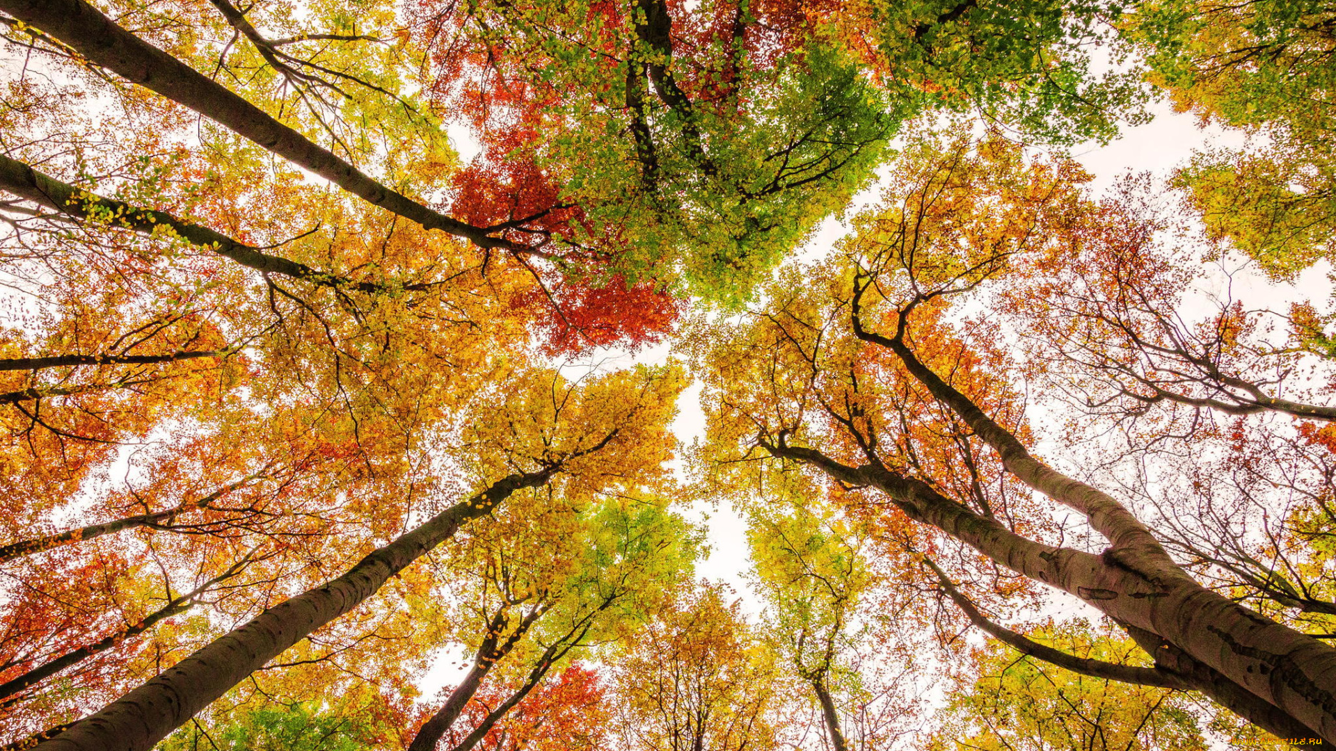 природа, деревья, осень, небо, краски, листья