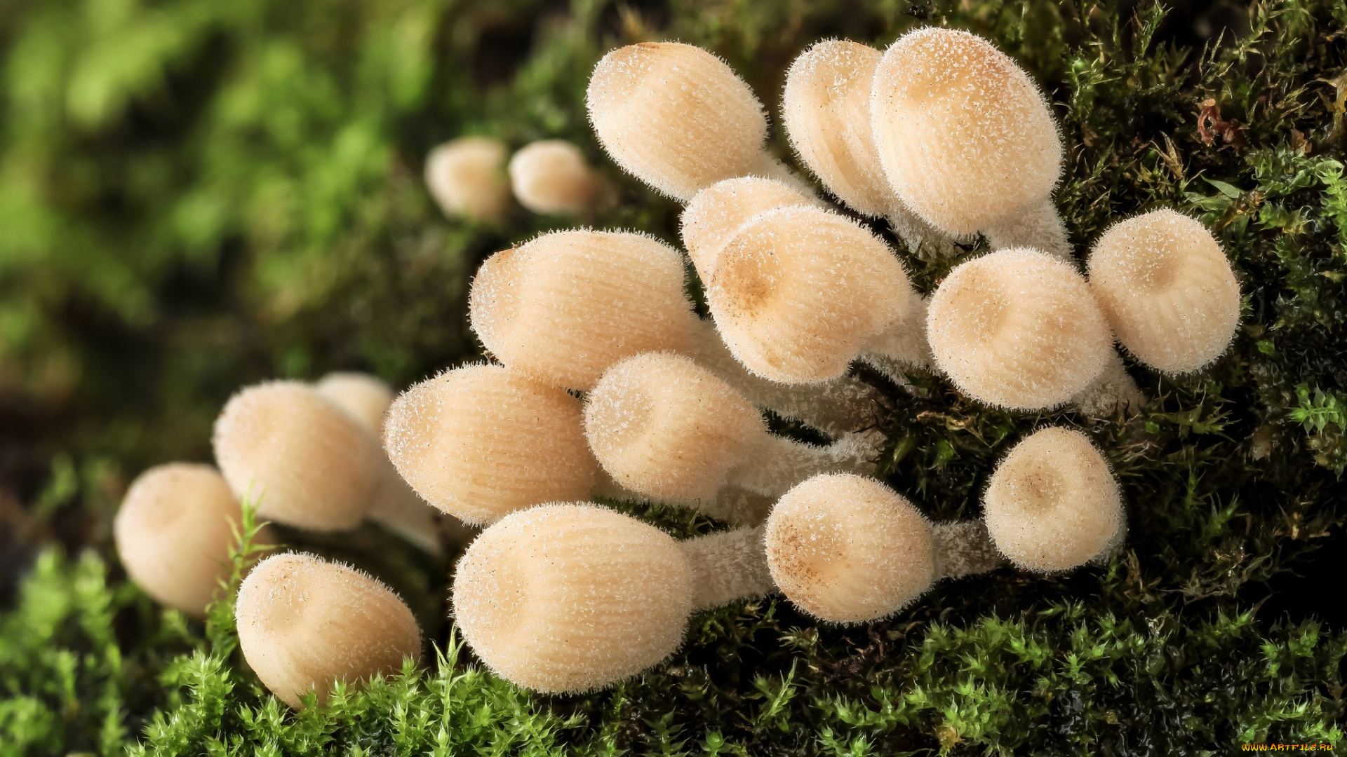 природа, грибы, макро, гриб, влажность, осень, мох