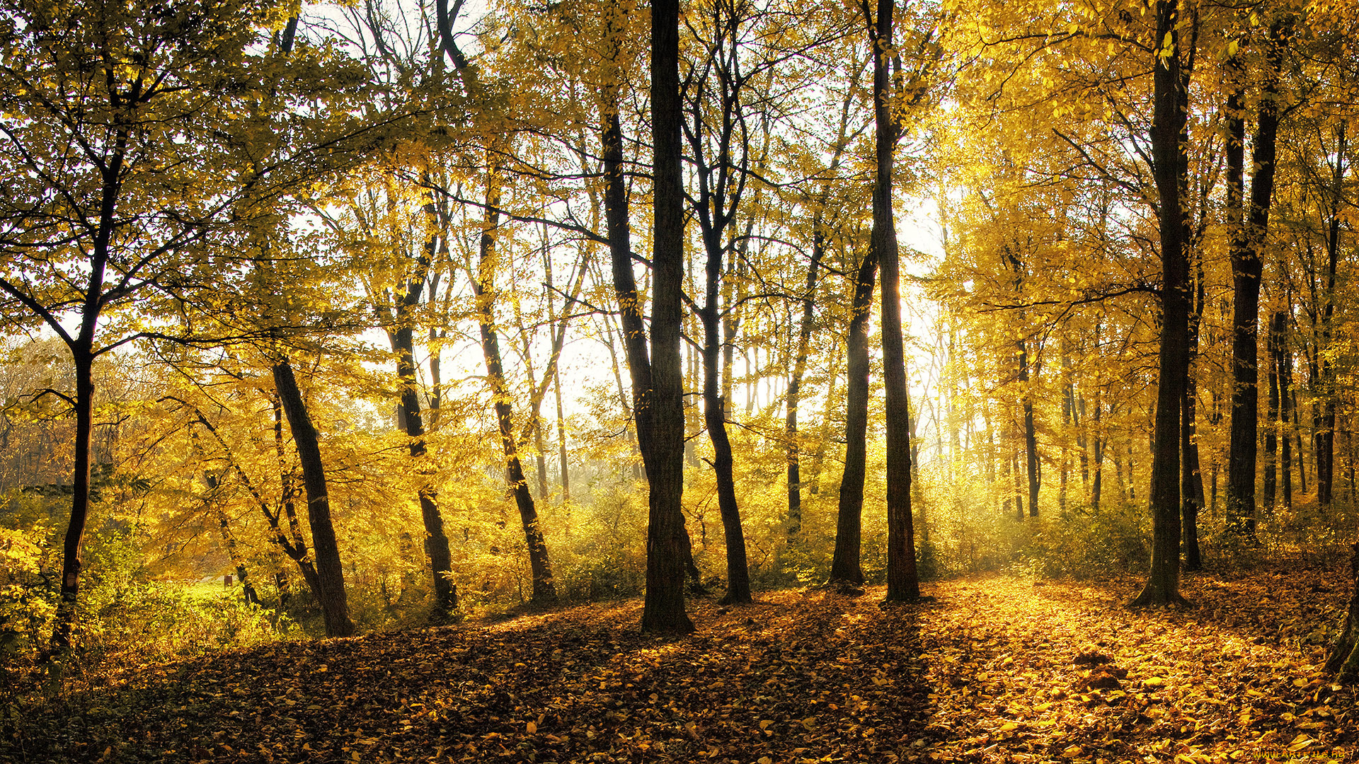 природа, лес, деревья, листья, осень, свет