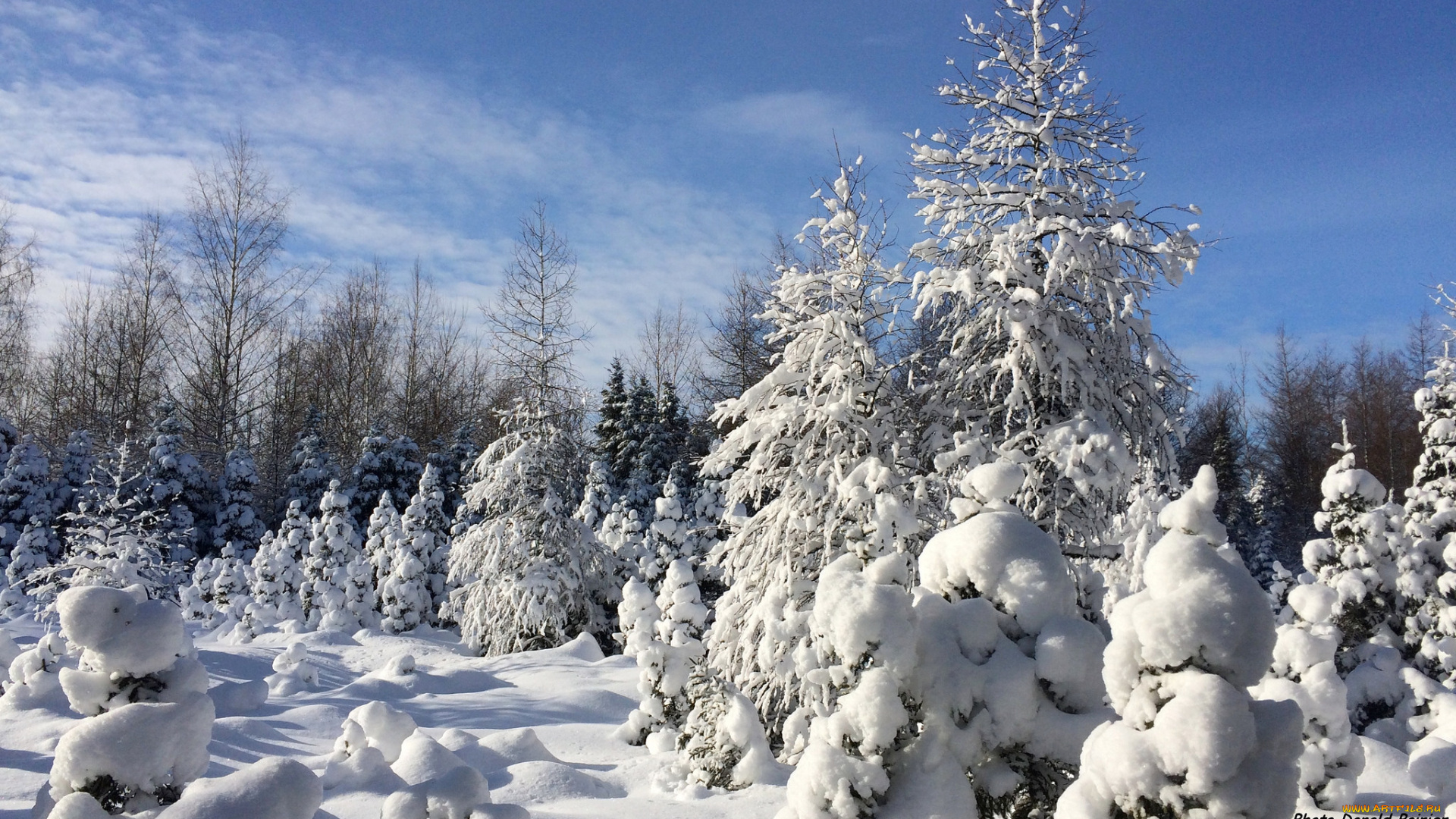 природа, зима, сугробы, снег, лес