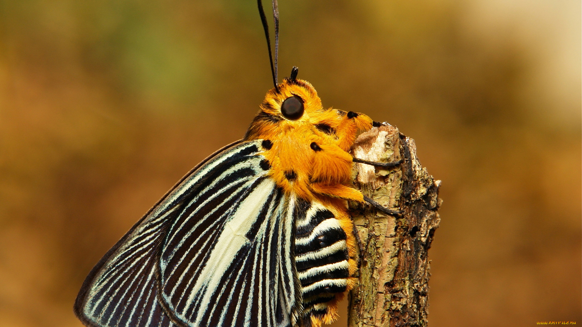 животные, бабочки, , мотыльки, , моли, усики, крылья, коричневая, бабочка, насекомое, макро, itchydogimages