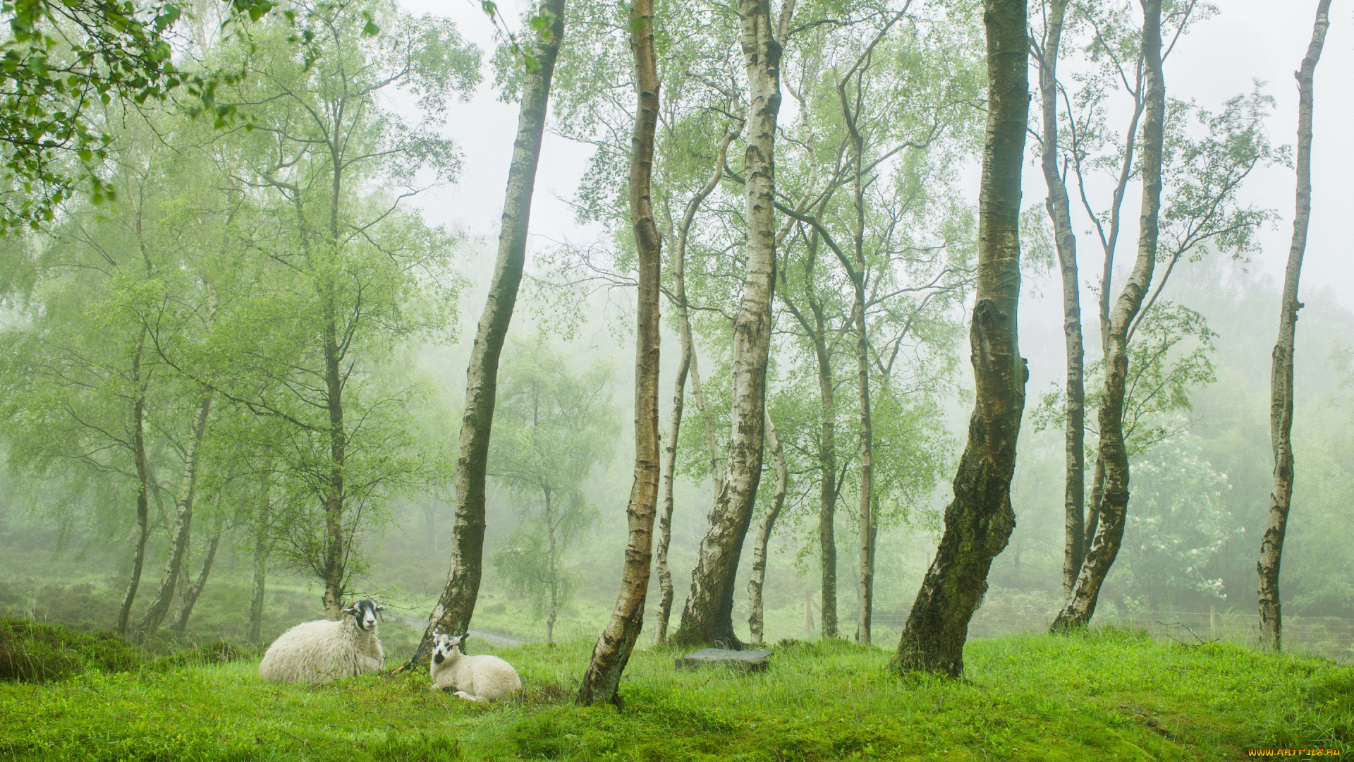 животные, овцы, , бараны, stanton, moor, peak, district, uk, весна, англия, деревня, зелень, деревья, овечки, туман