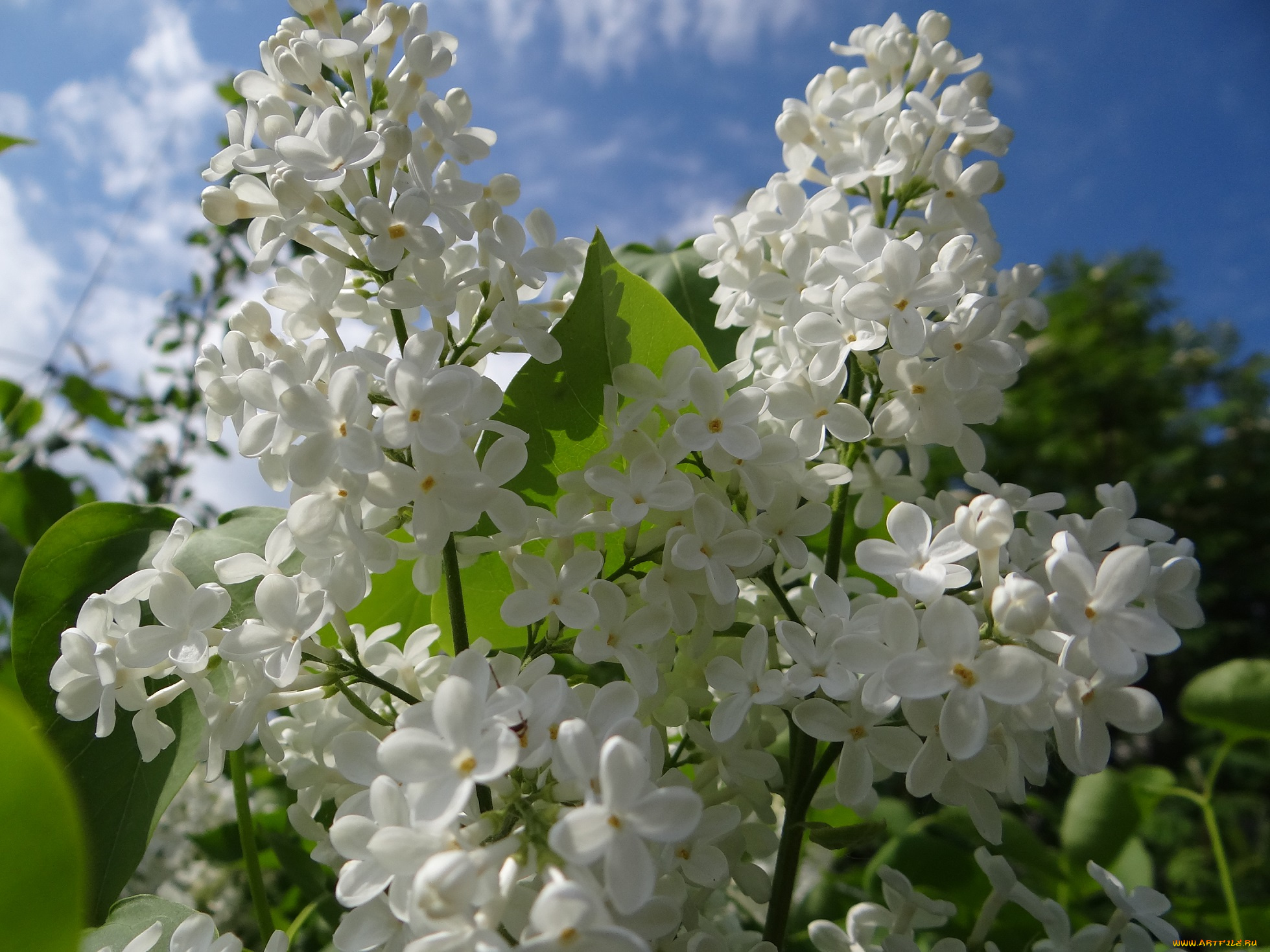 цветы, сирень, белая, небо