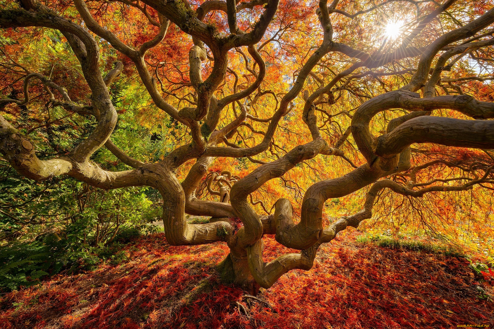 Дерево гуд. Японский клен Орегон. Японский клён в Портленде, штат Орегон. Ветвистое дерево. Осеннее дерево.