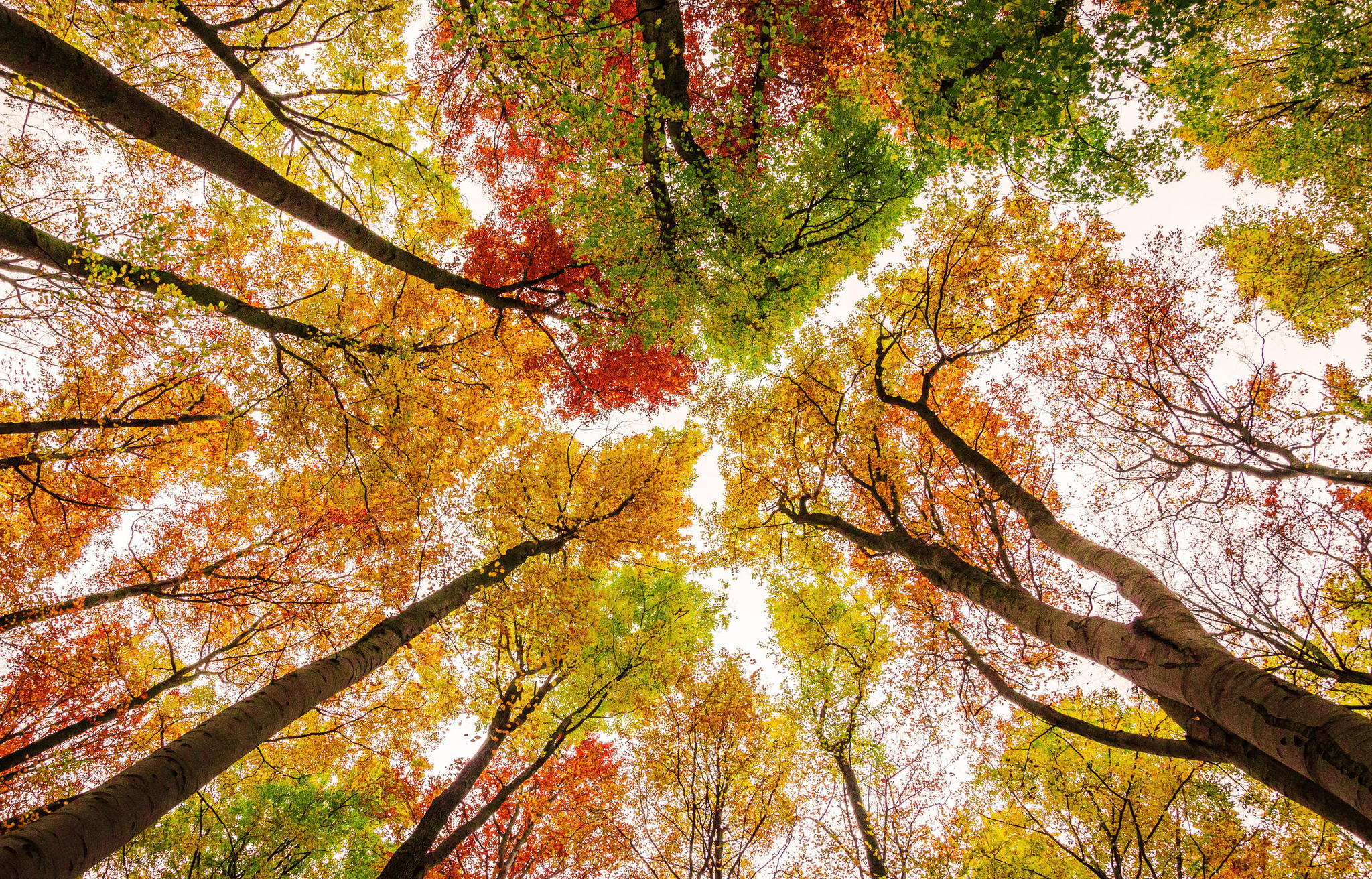 природа, деревья, осень, небо, краски, листья