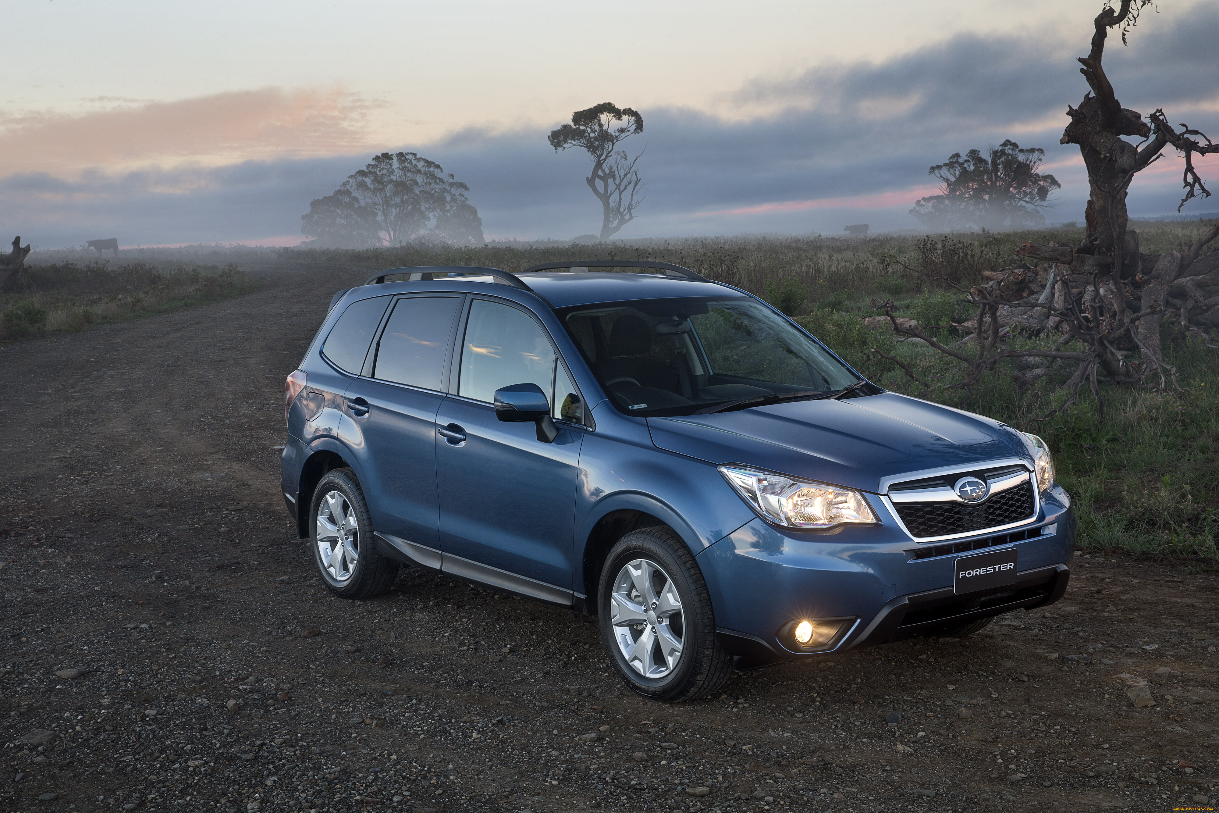 Forester 6