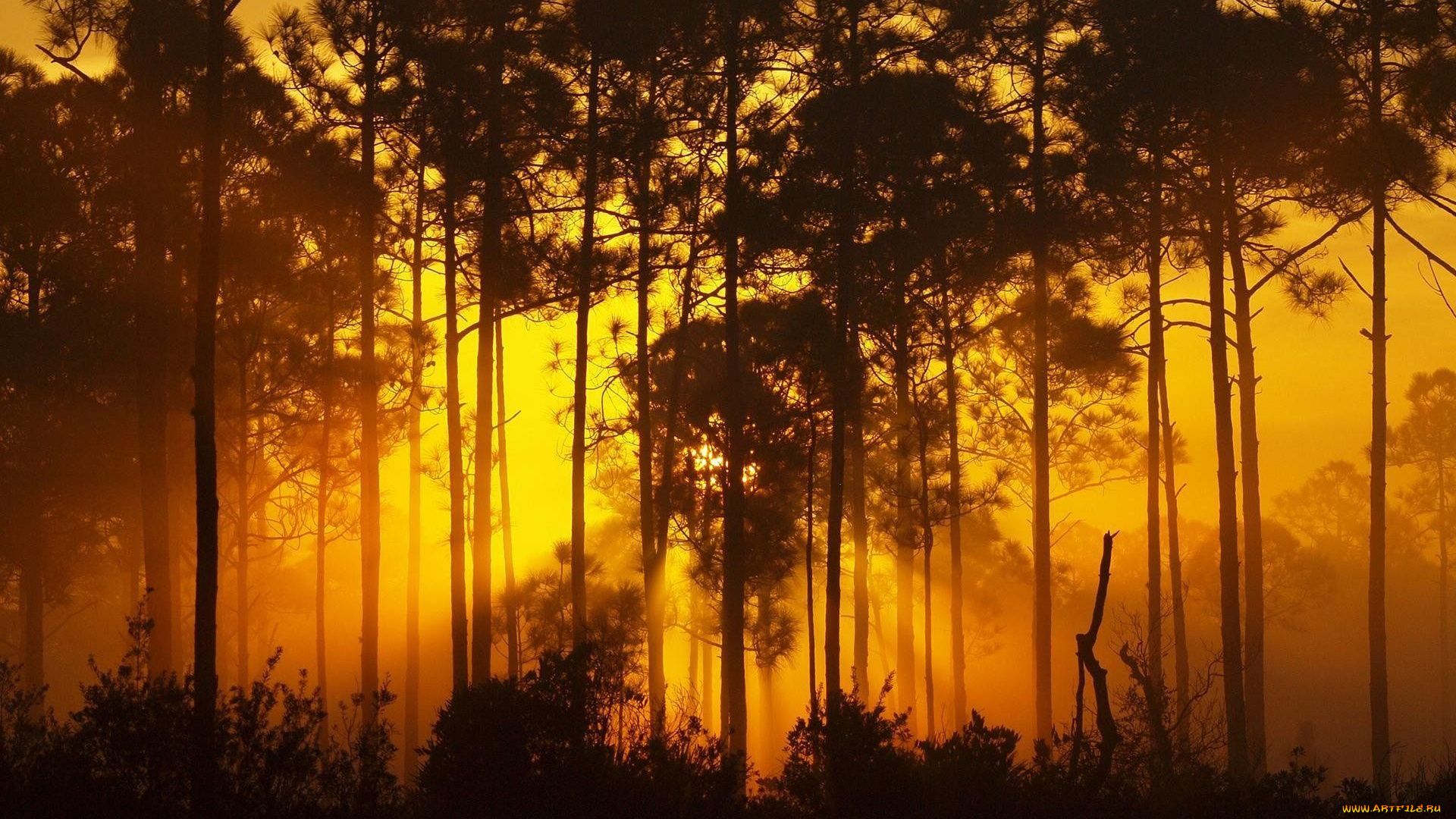 природа, лес, свет, деревья, туман, солнце