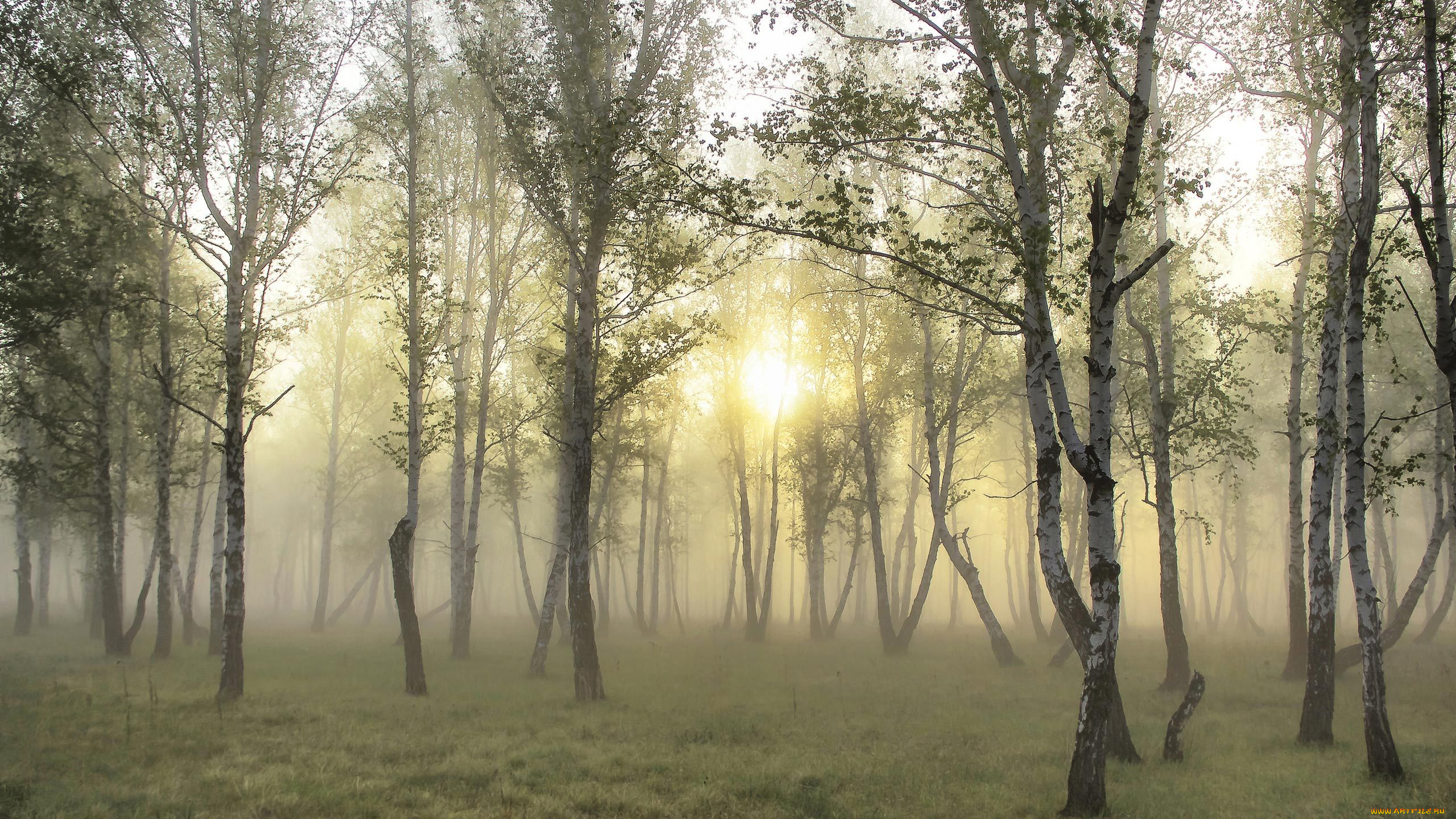 природа, лес, берёзовая, роща, берёзы, туман