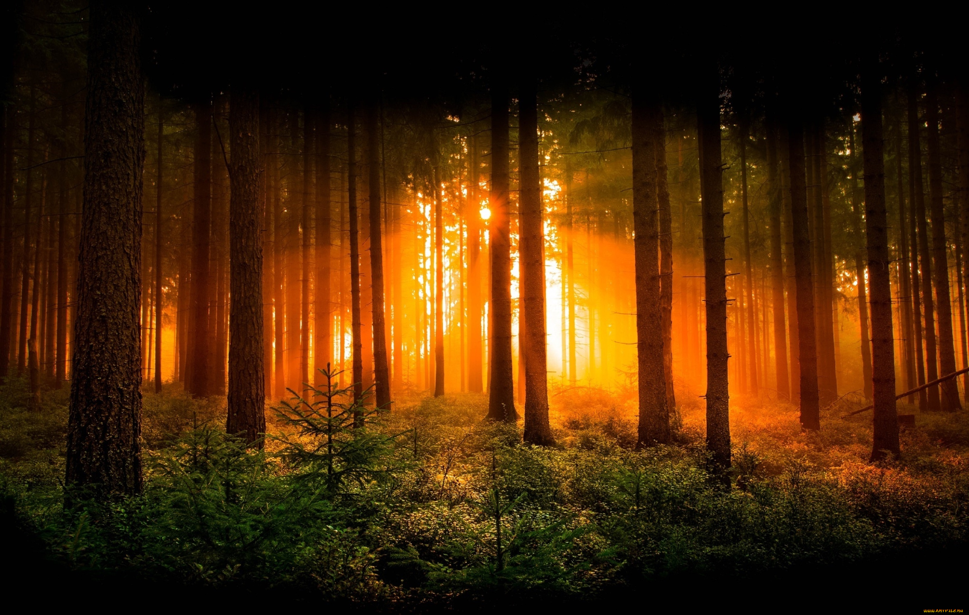 природа, лес, деревья, солнце, свет