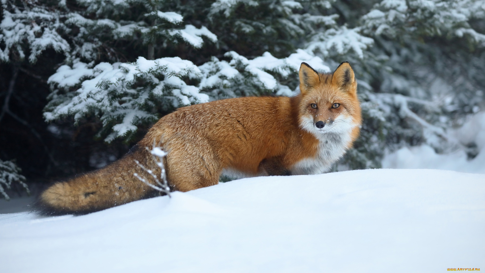животные, лисы, снег, зима, рыжая, красавица, лиса