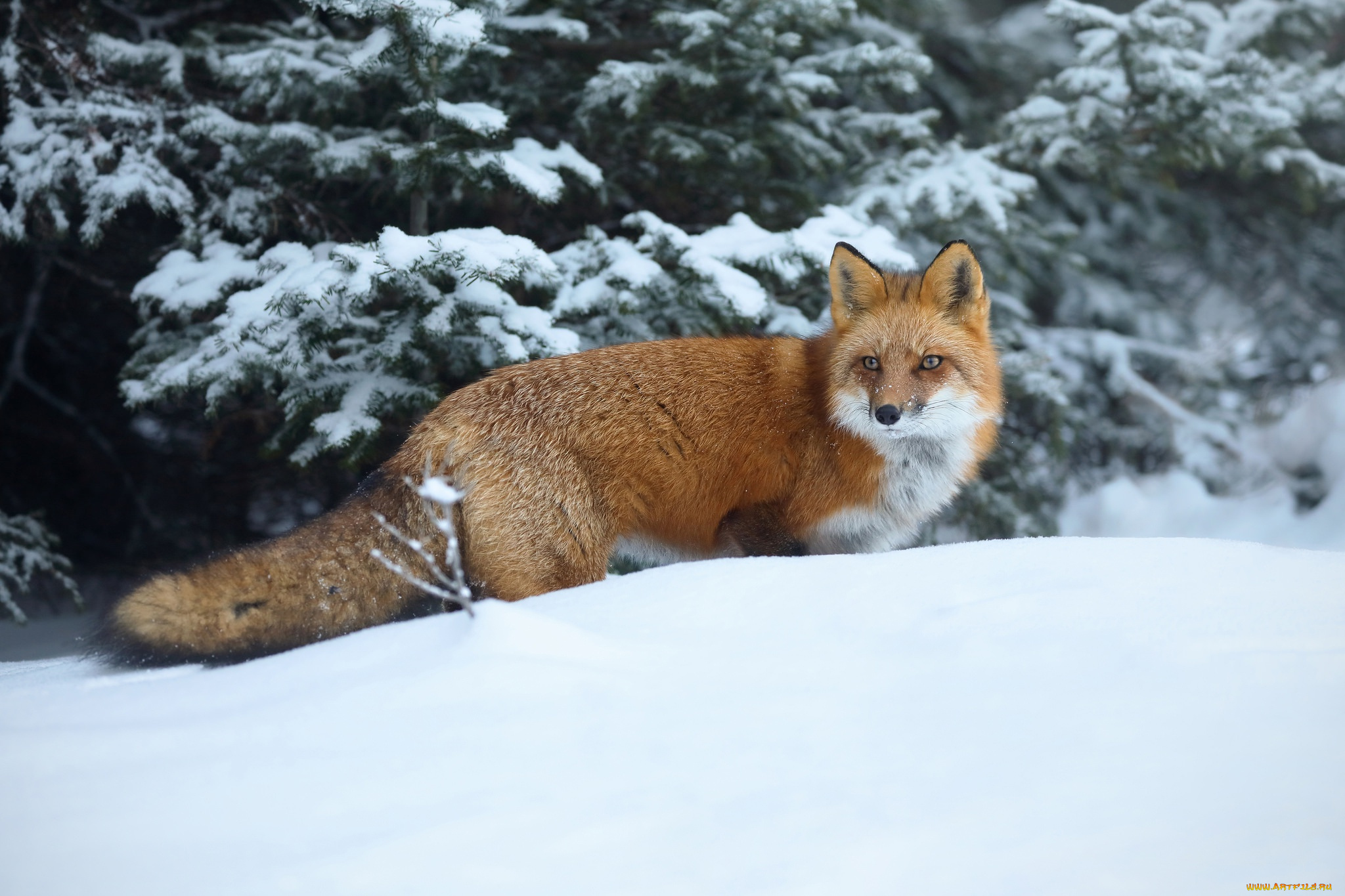 животные, лисы, снег, зима, рыжая, красавица, лиса