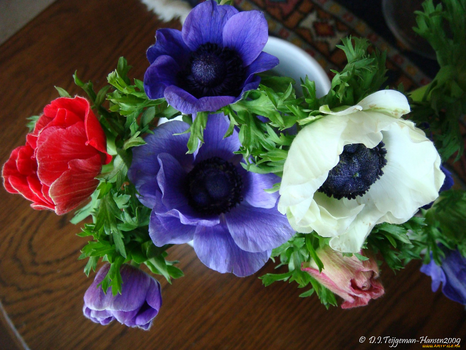 anemones, цветы, анемоны, адонисы