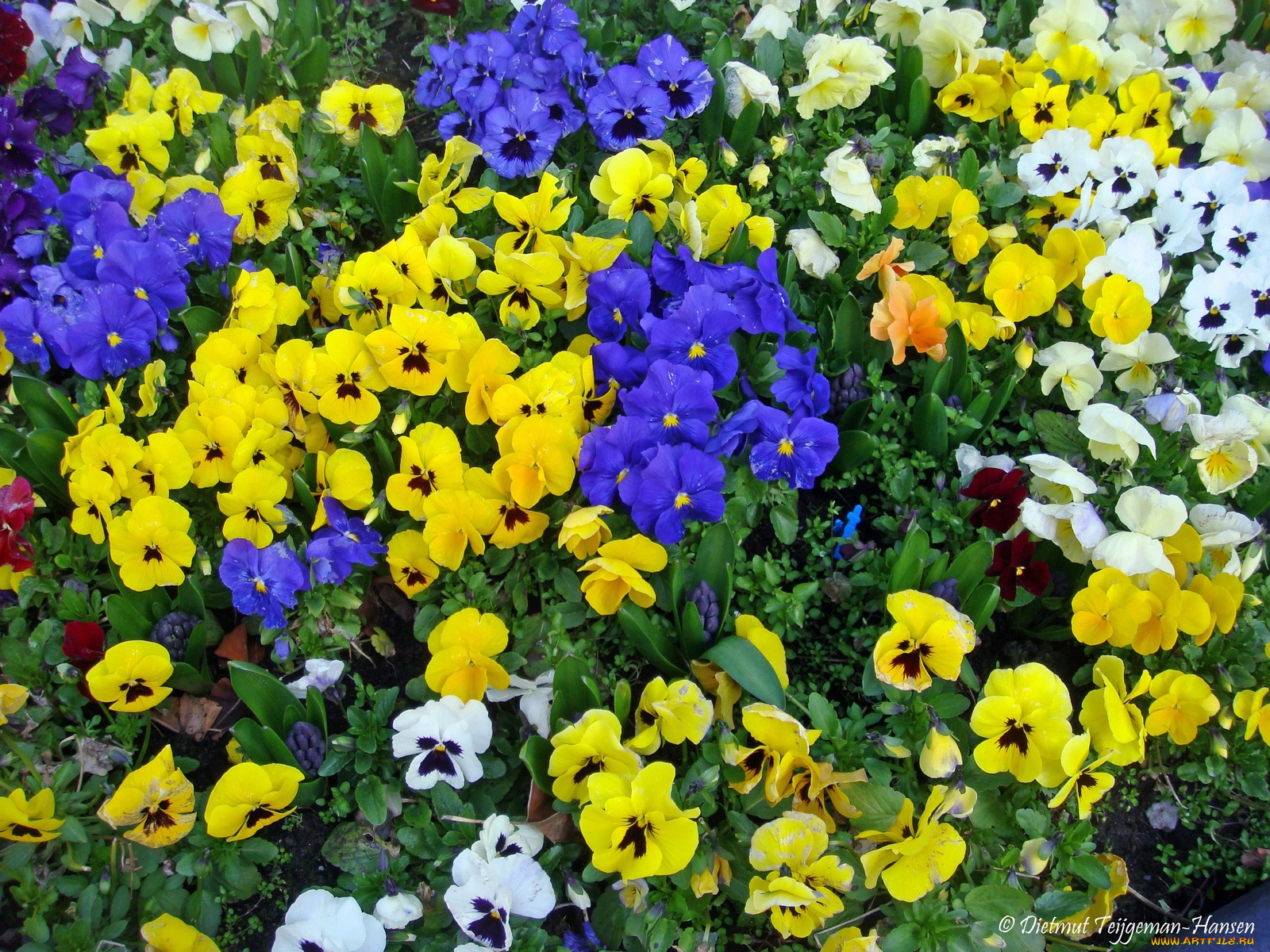 pansies, цветы, анютины, глазки, садовые, фиалки