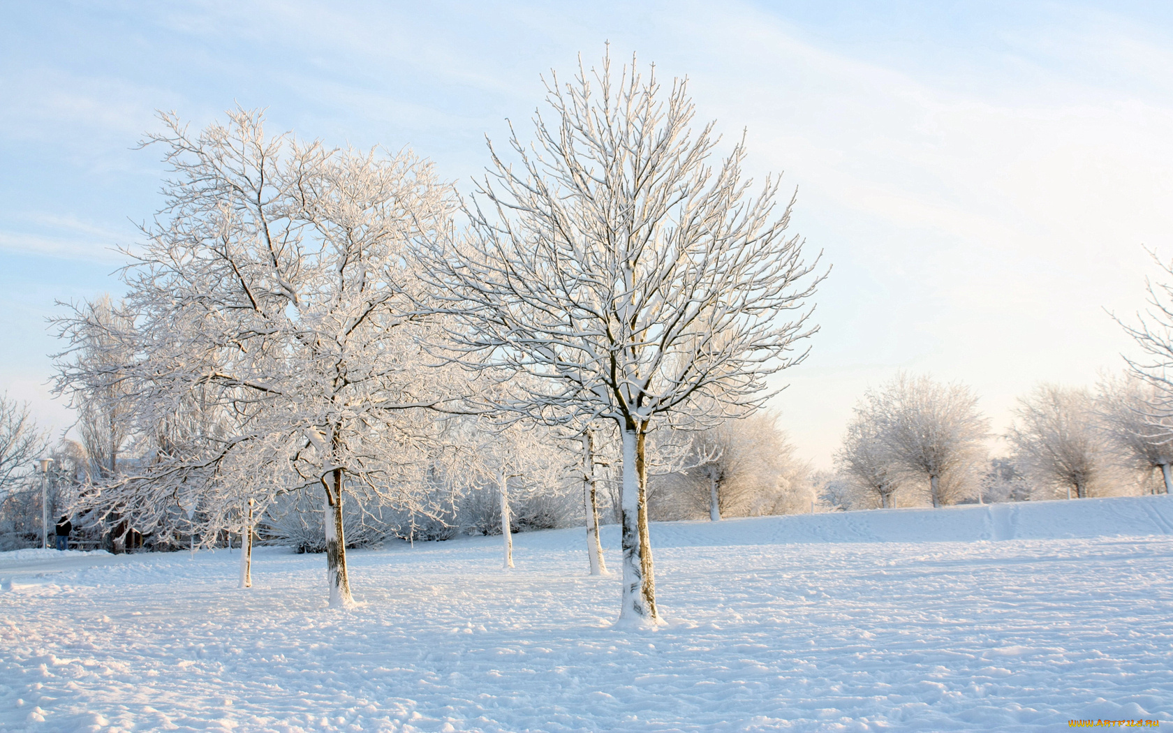 природа, зима, деревья, парк, кусты, снег, ветви, иней, мороз