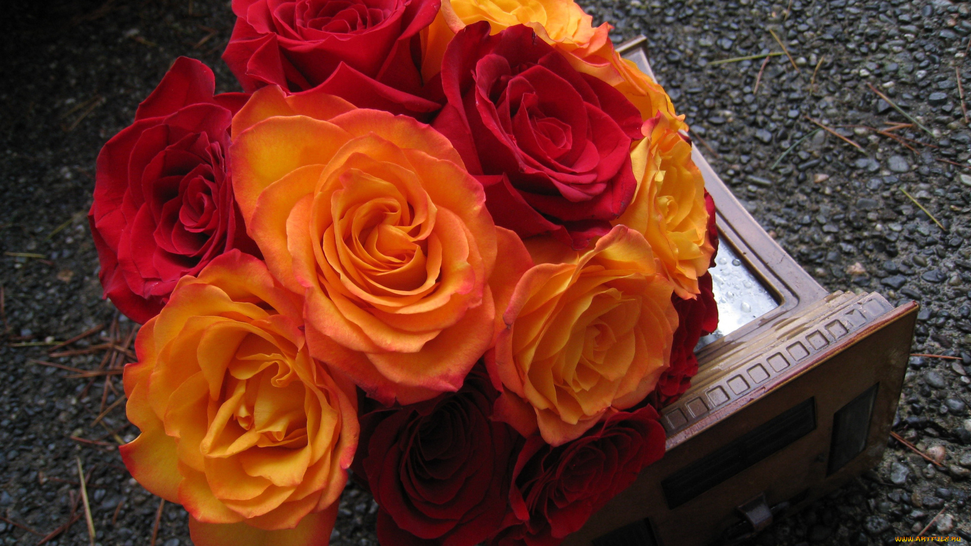 цветы, розы, красный, оранжевый