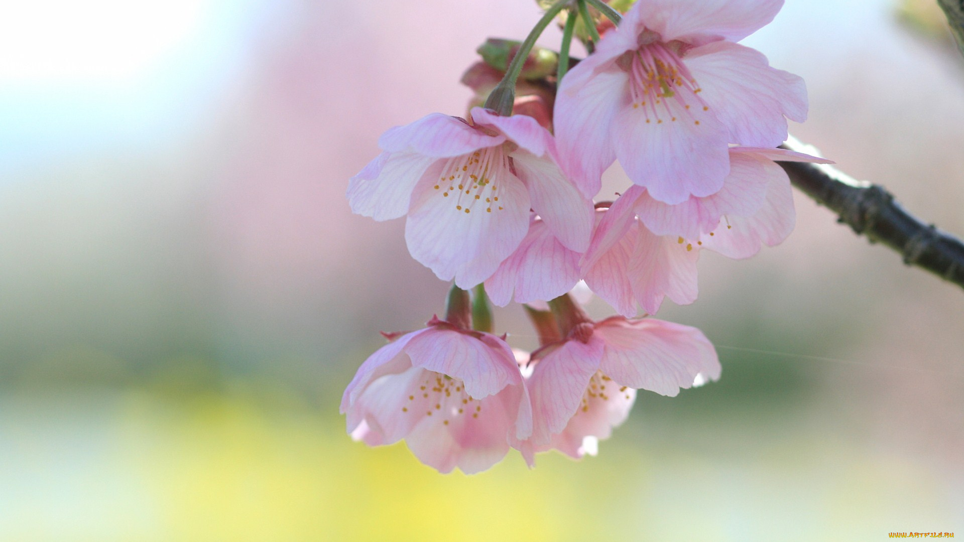 цветы, сакура, вишня, ветка, весна