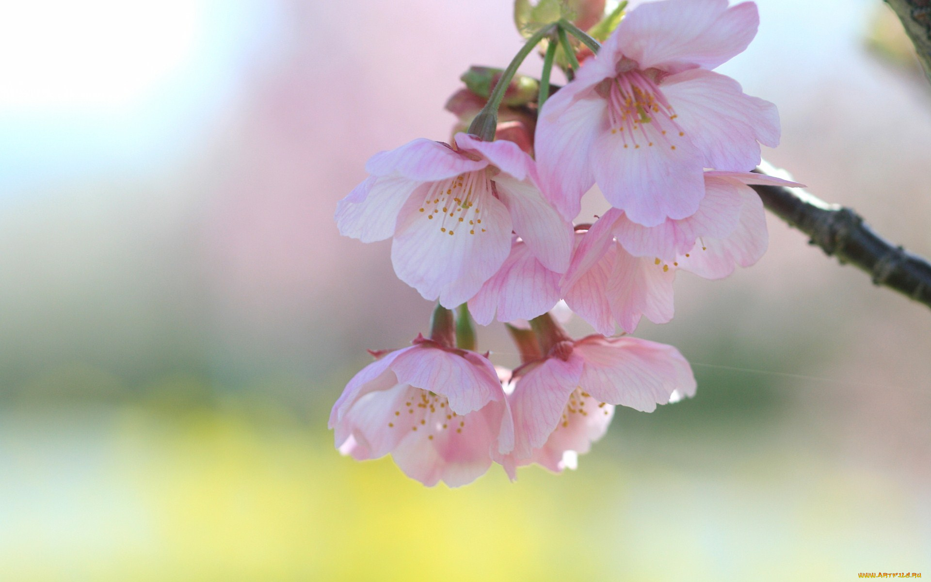 цветы, сакура, вишня, ветка, весна
