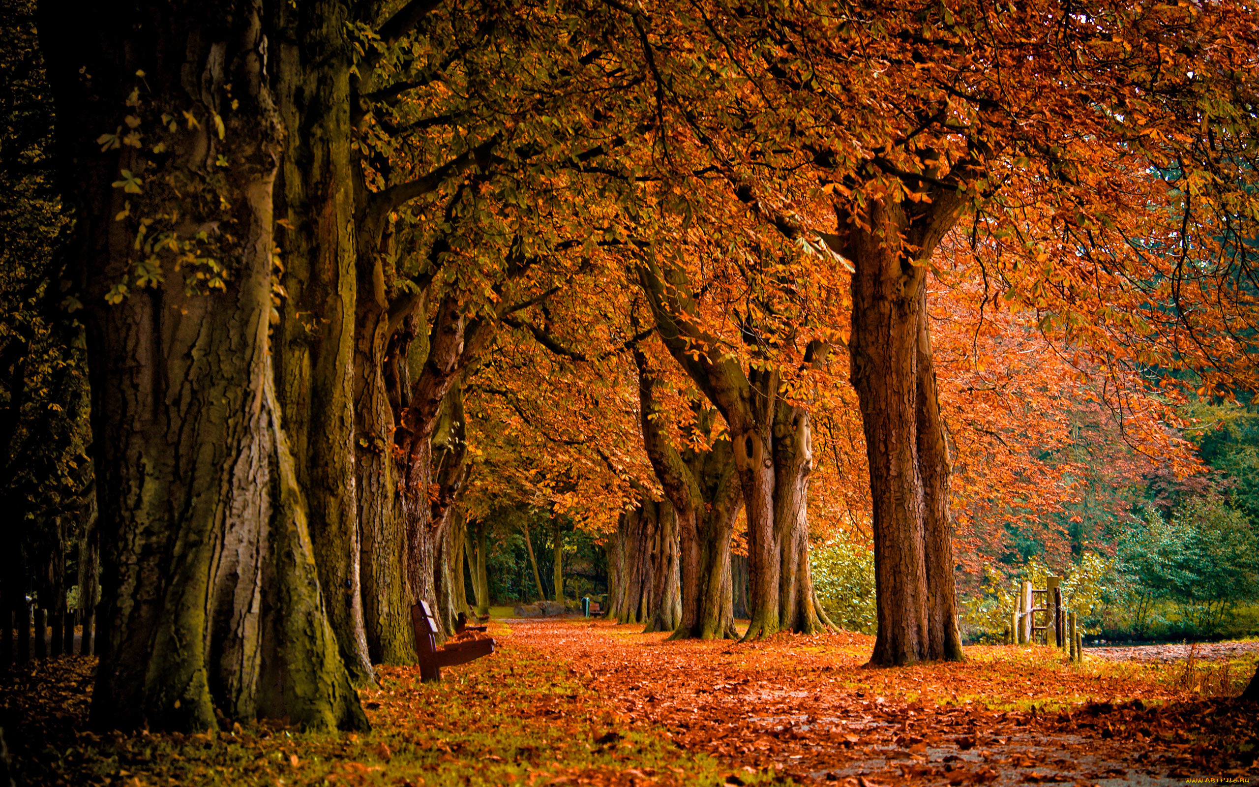 природа, парк, осень, лавочка, скамья, лес, листопад