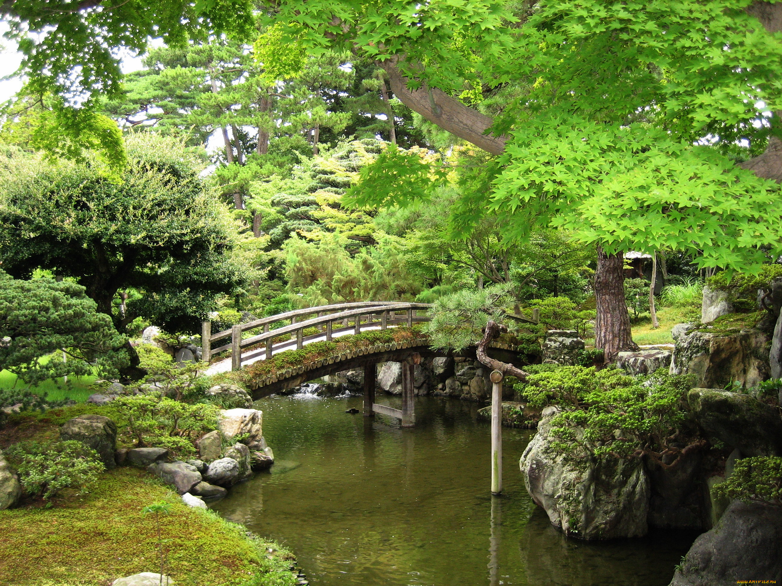 природа, парк, япония, японский, сад, зелень, мост, лето, вода
