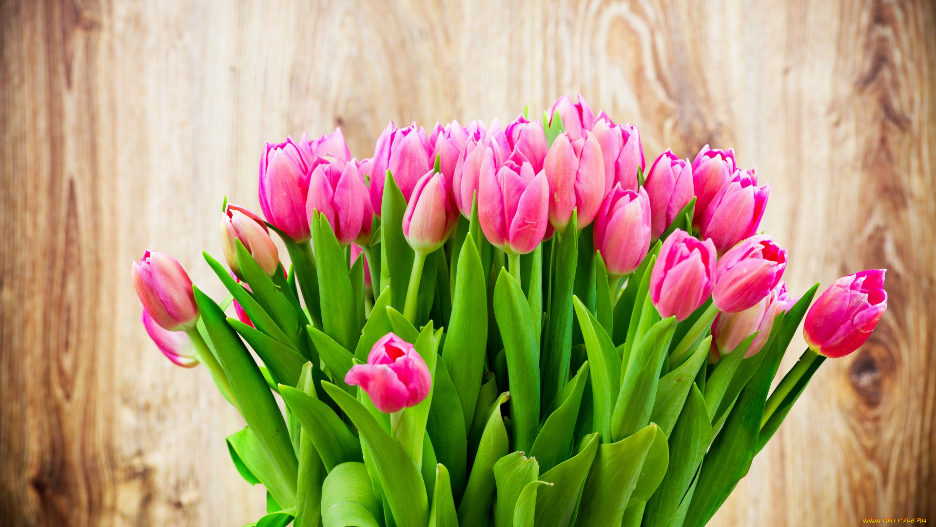 цветы, тюльпаны, flowers, tulips, colorful