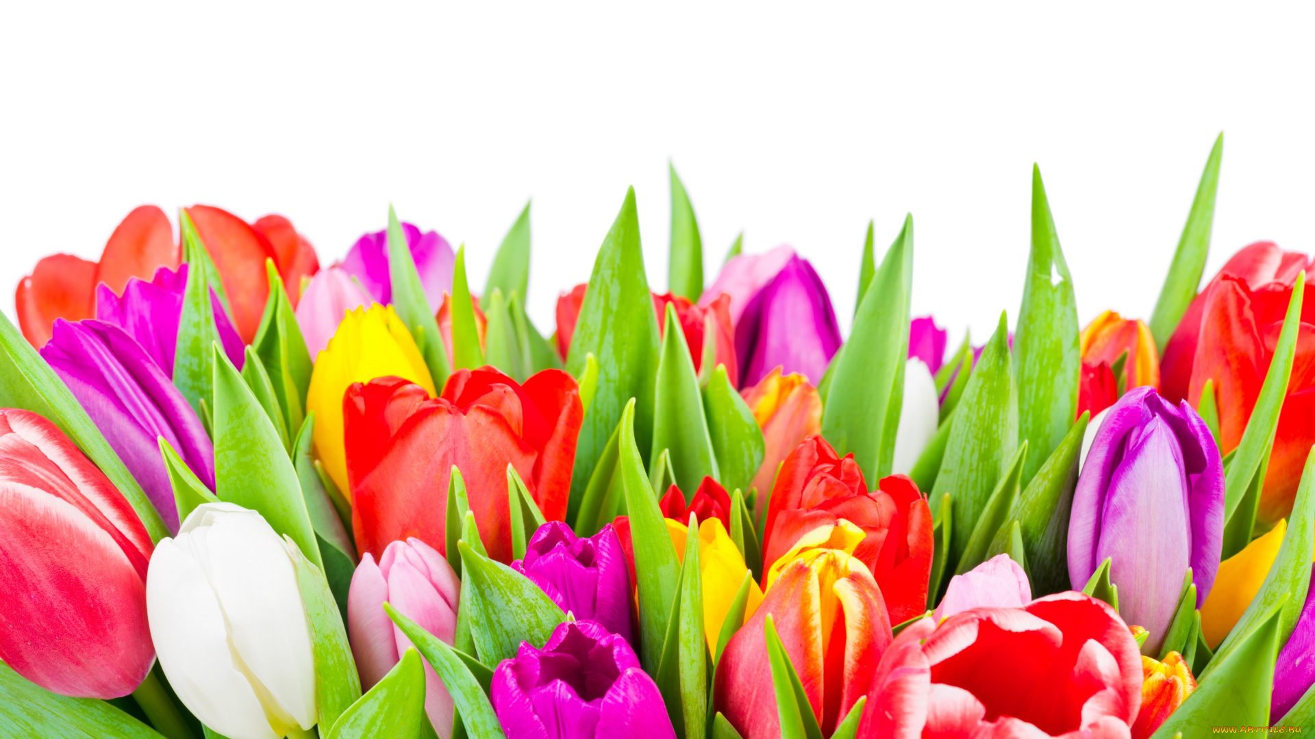 цветы, тюльпаны, tulips, colorful, flowers