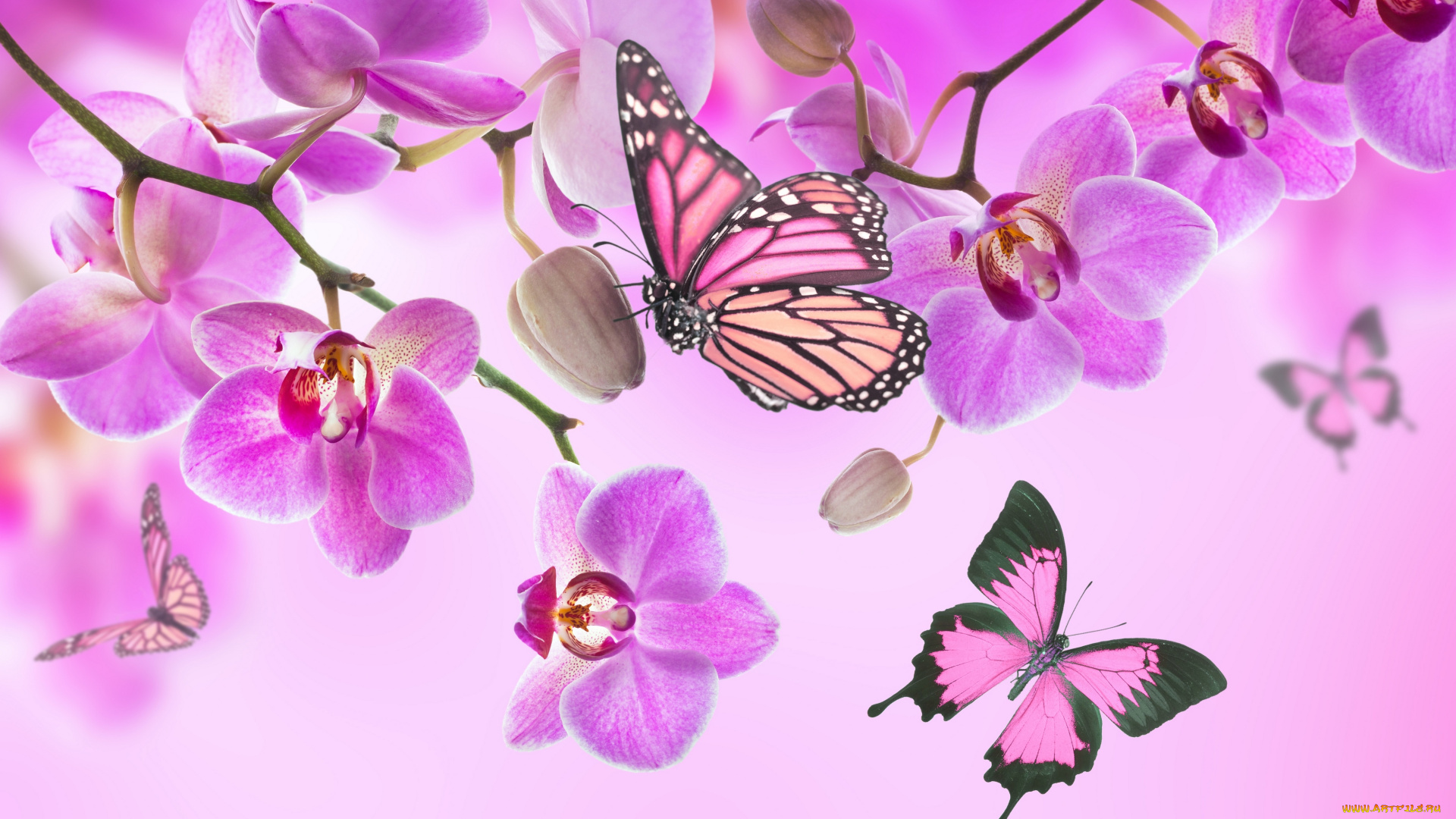 разное, компьютерный, дизайн, beautiful, flowers, orchid, pink, blossom, орхидея, butterflies, бабочки, цветы