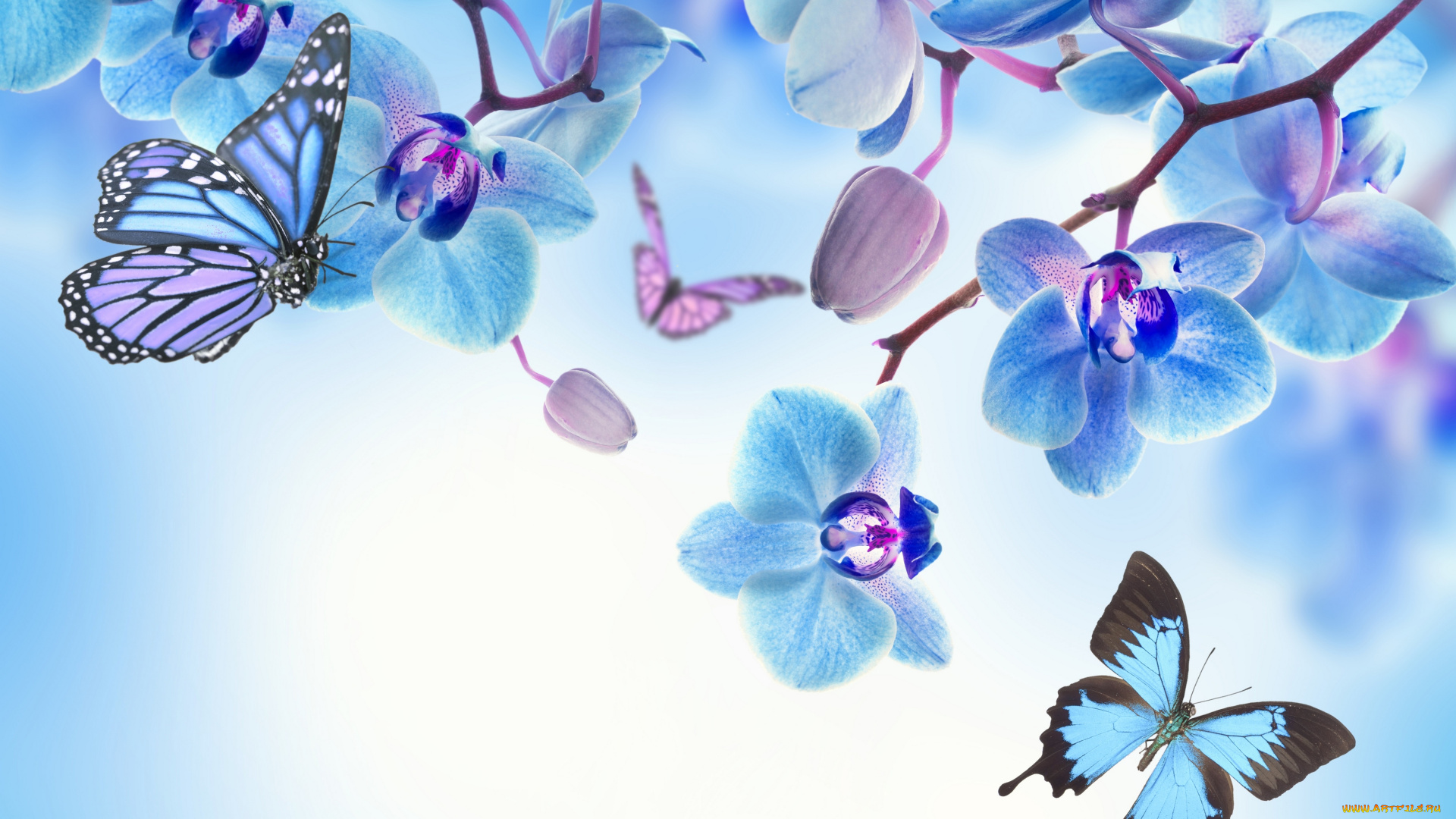 разное, компьютерный, дизайн, blue, flowers, beautiful, butterflies, orchid, орхидея, цветы, бабочки