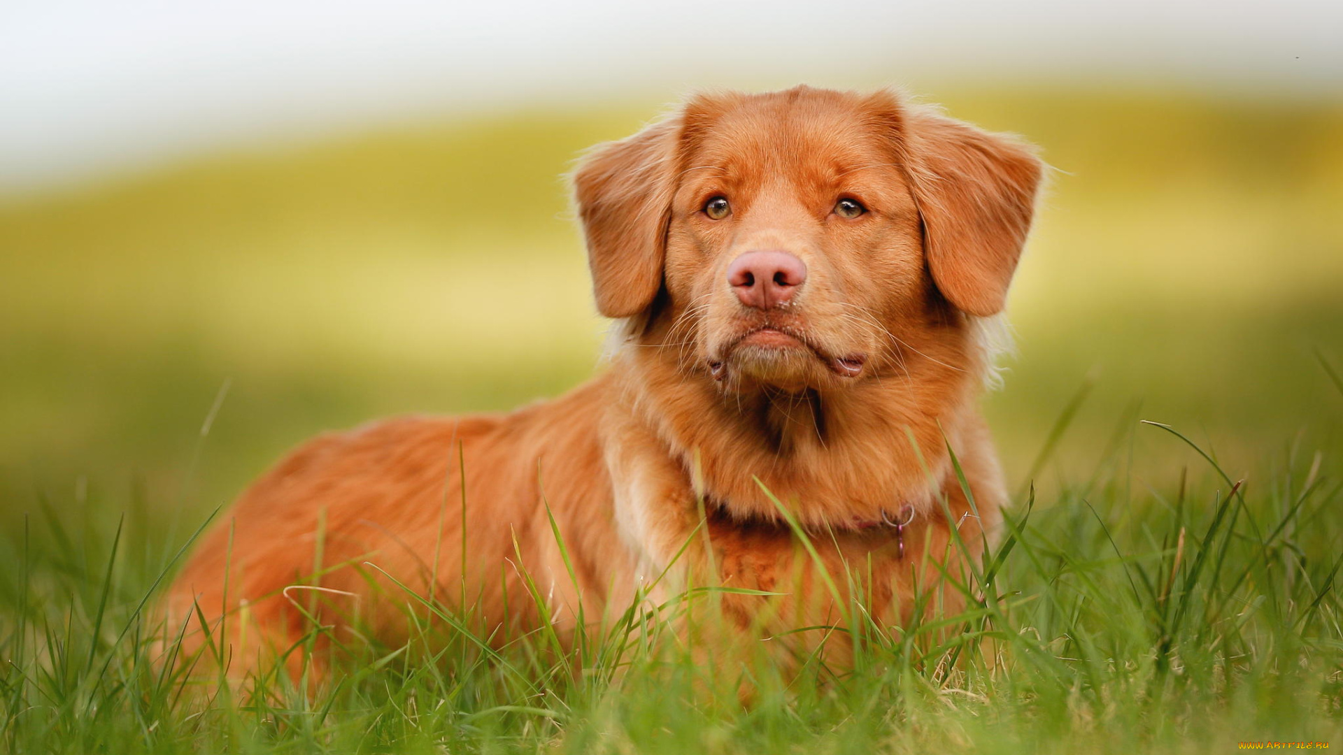 животные, собаки, retriever, взгляд, морда, рыжий