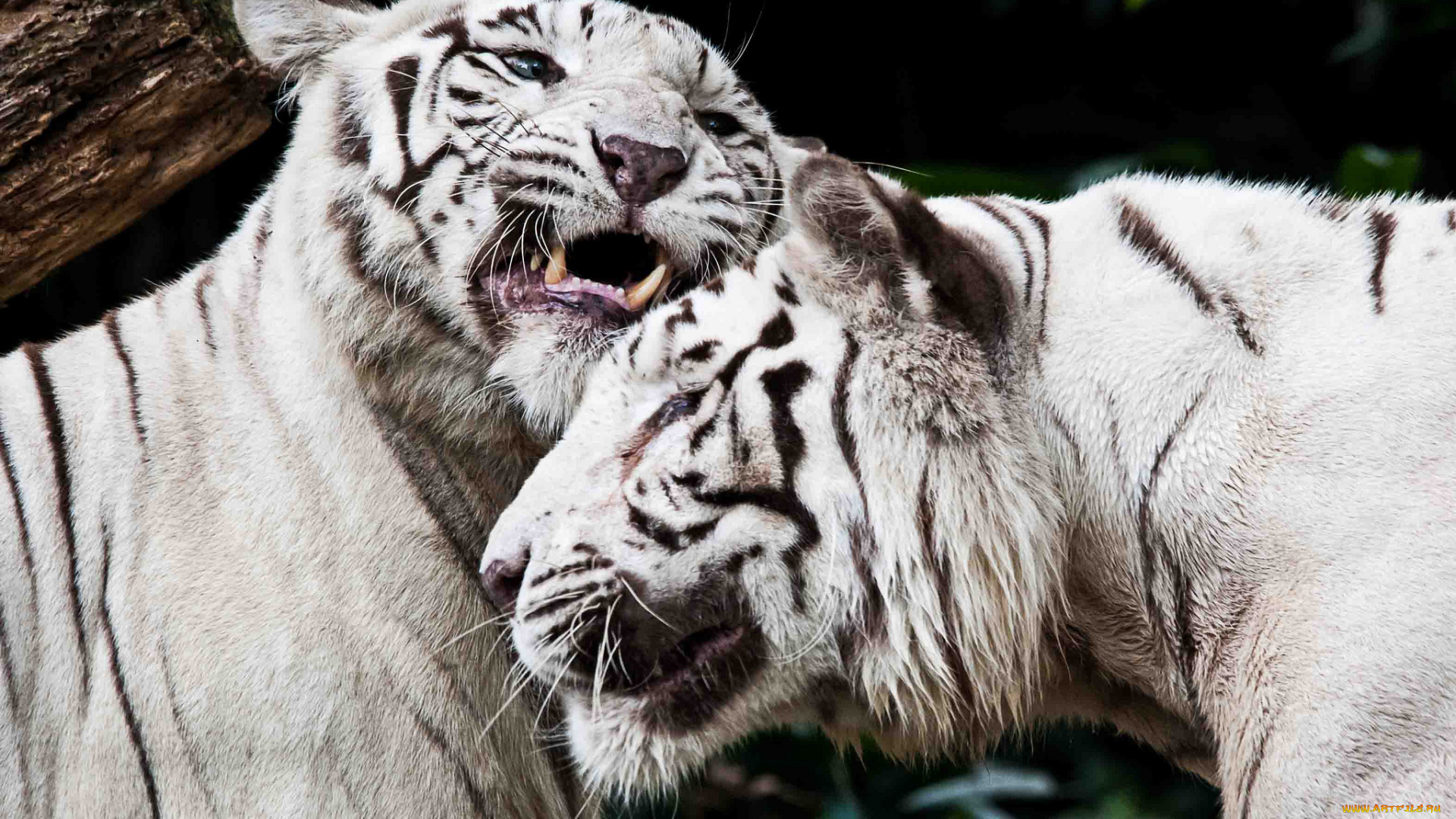 животные, тигры, чувства