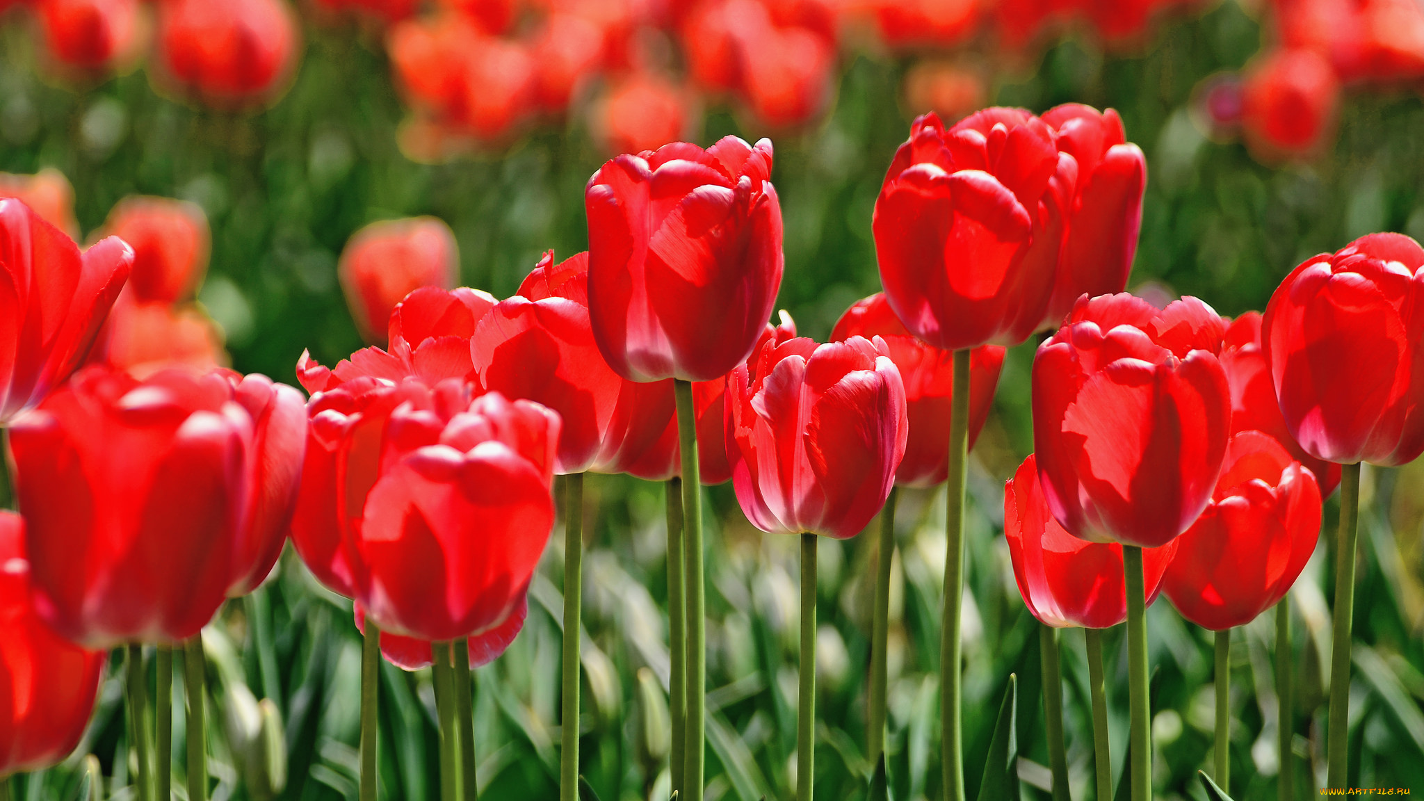 тюльпаны красные tulips red без смс