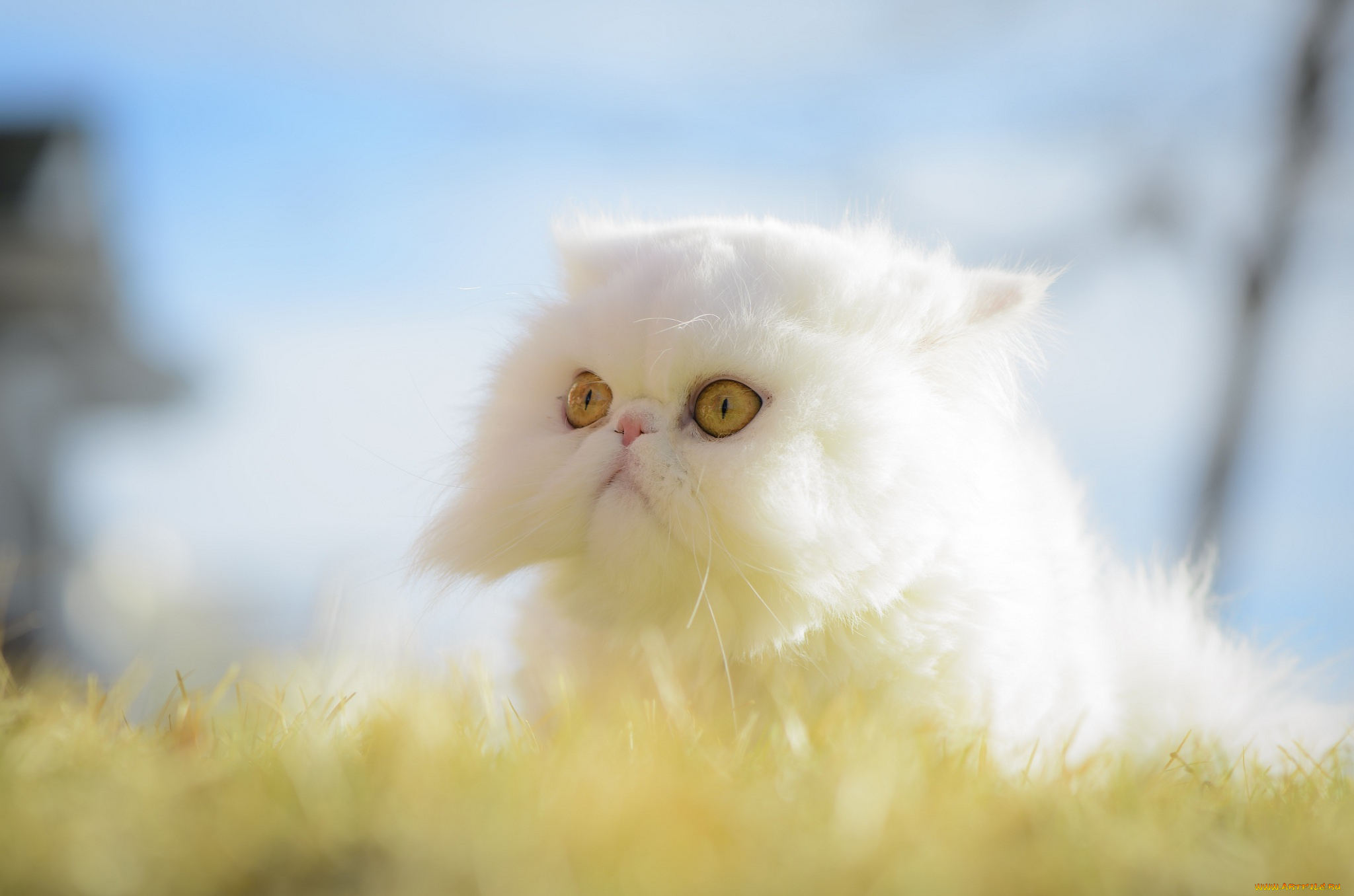 белый котенок без смс