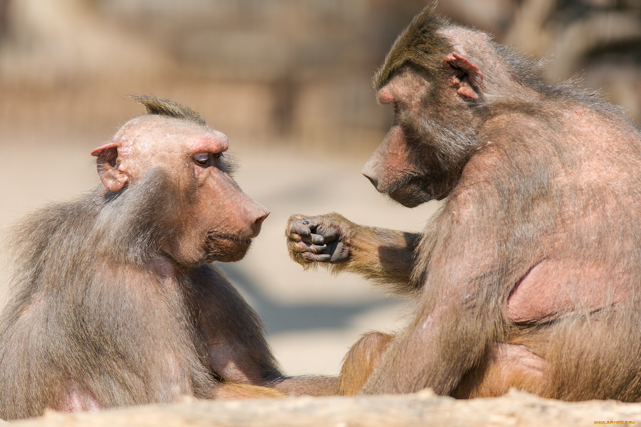 Monkey do. Обезьянки с надписью. Приколы с обезьянами. Обезьяна показывает фигу. Обезьяна фиг.