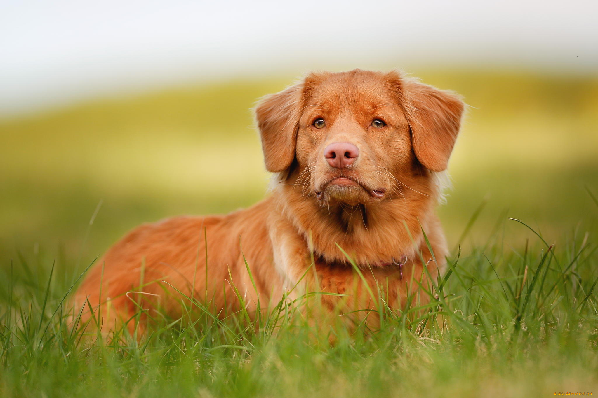 животные, собаки, retriever, взгляд, морда, рыжий